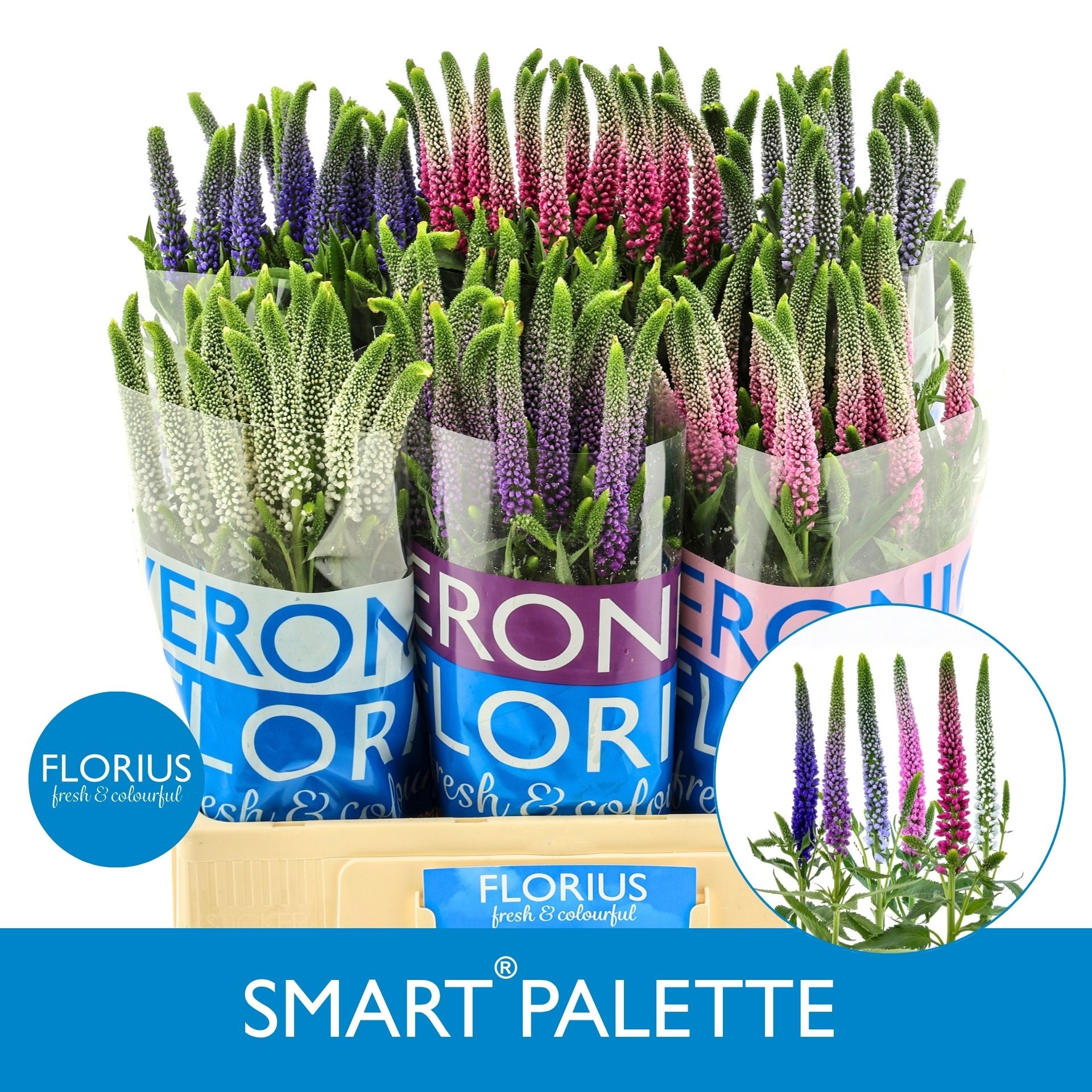 Veron Smart Pal Gem