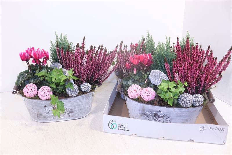 Arrangement Garden Plants 30Ø