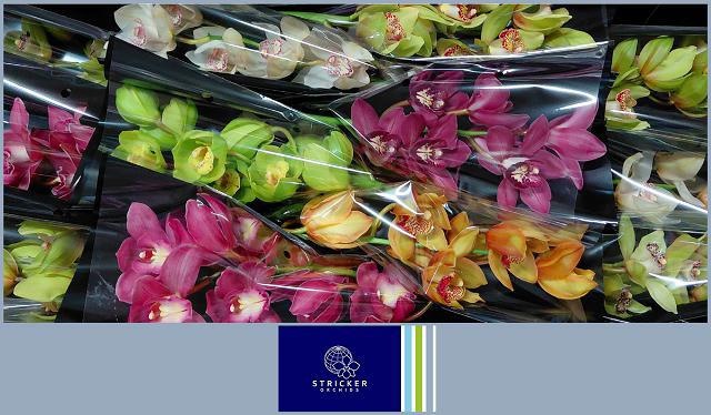 Cymbidium Asst 6bl