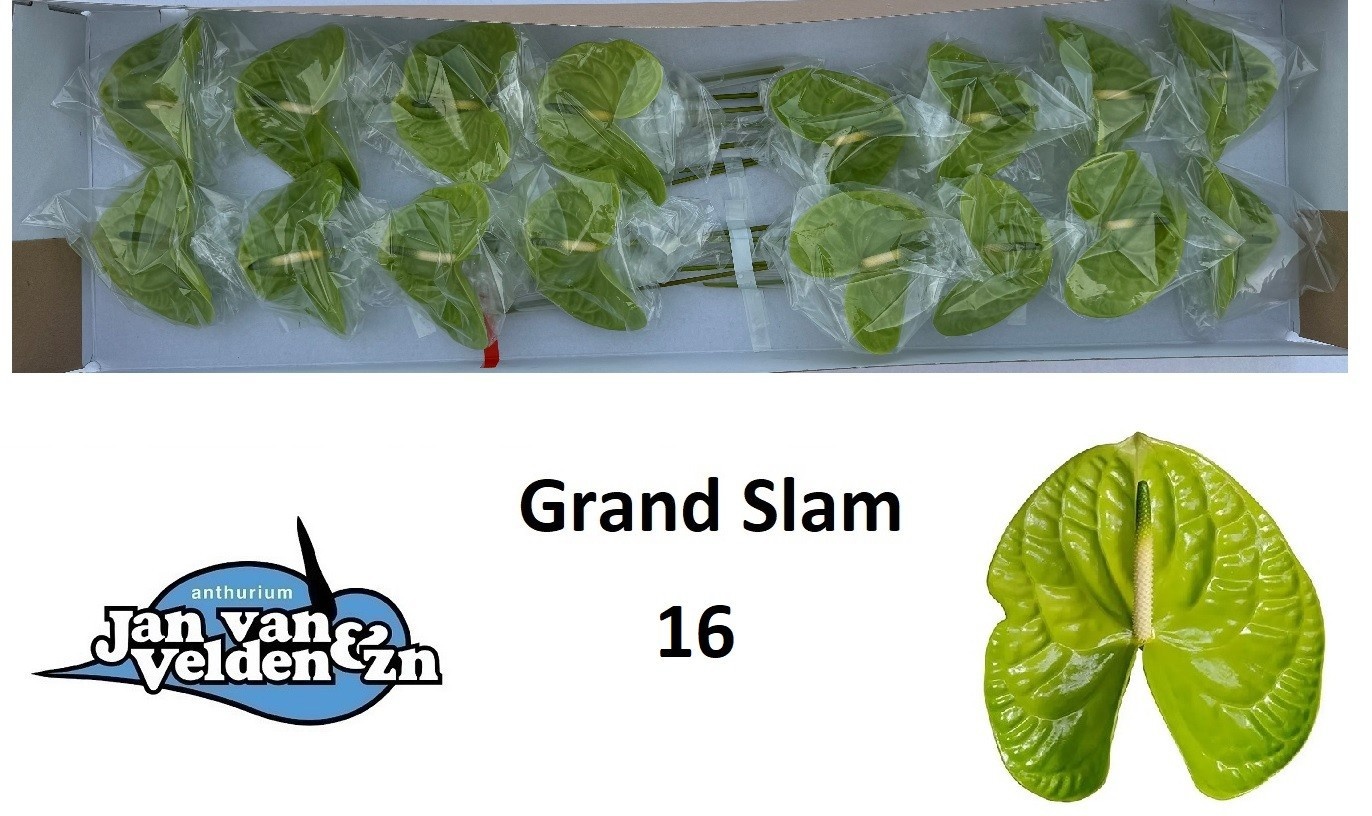 Anth A Grand Slam