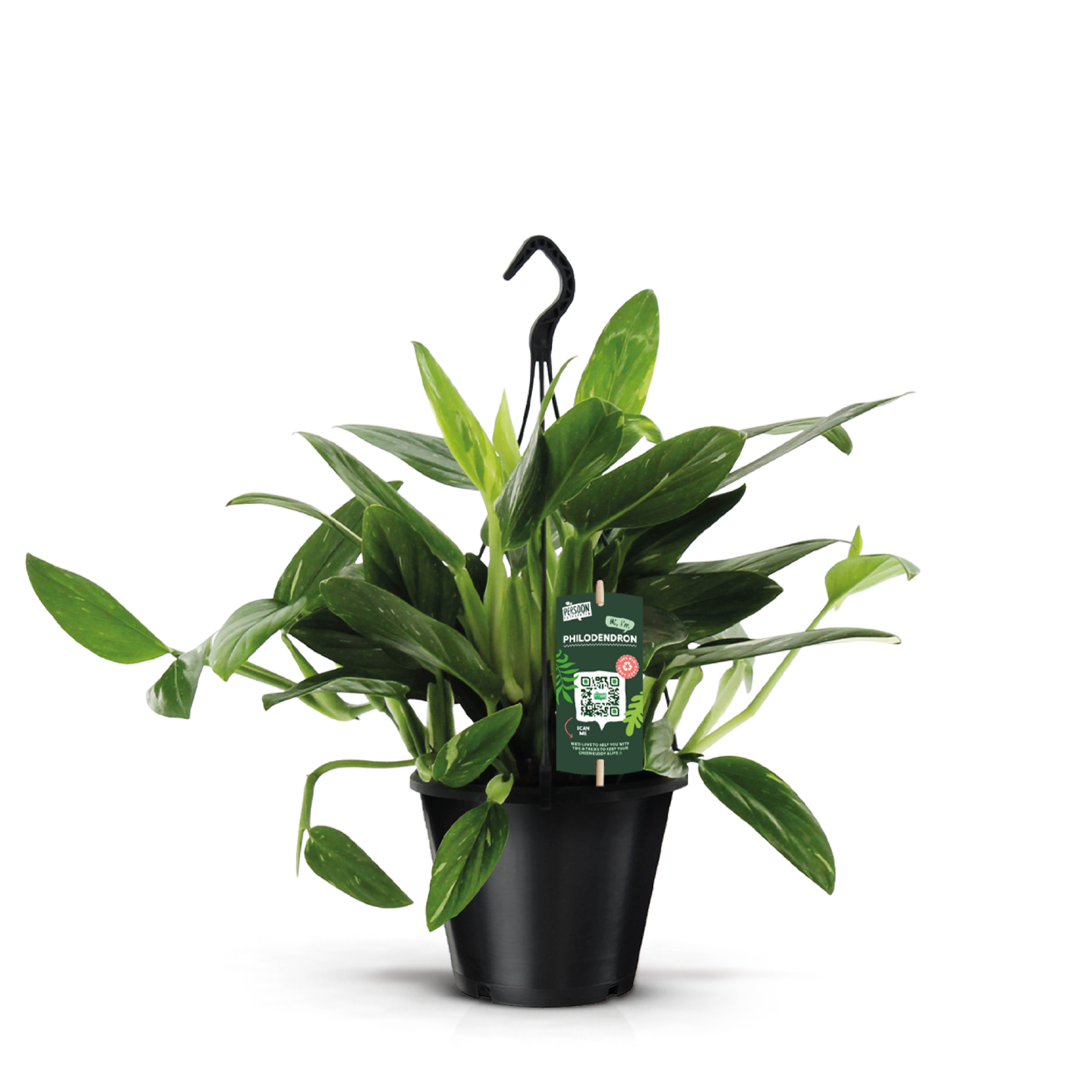 Picture of Philodendron Cobra Hanging basket P19 55CM