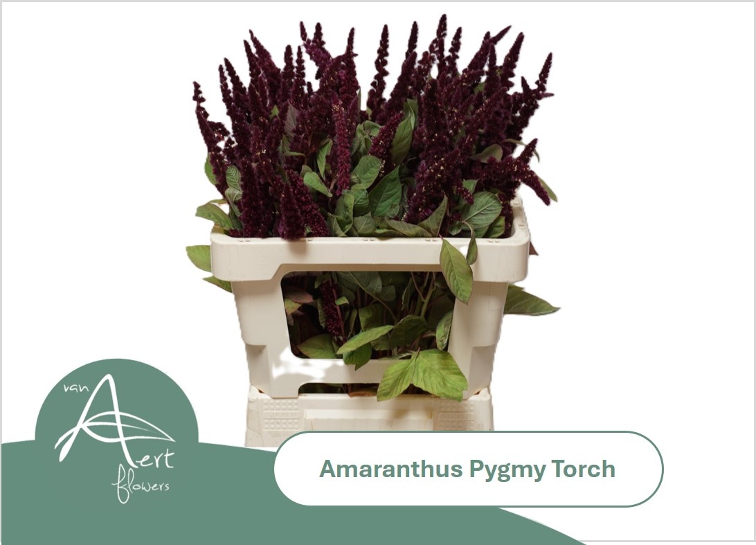 Amaranthus Upright Pygmy Torch 60cm
