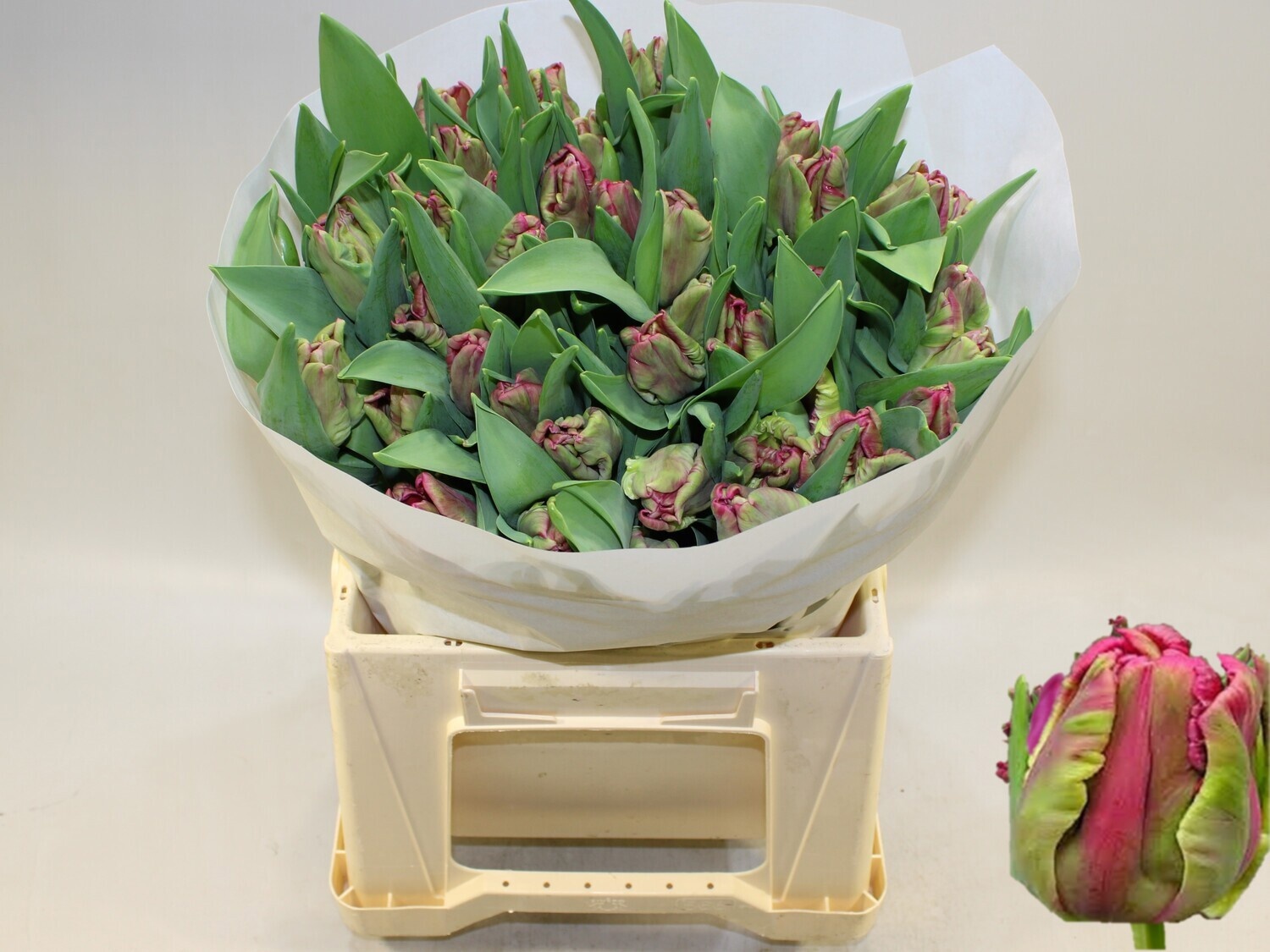 Tulipa Par Cerise Parrot 40cm 32gram
