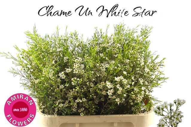 Chamelaucium White Star 80cm 40gram