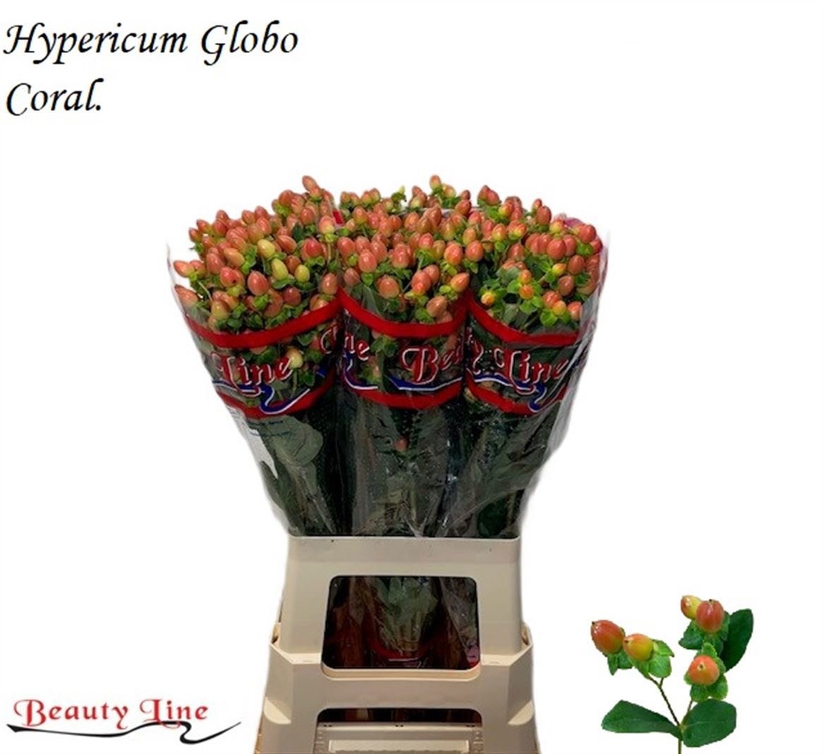 Hyp Globo Coral