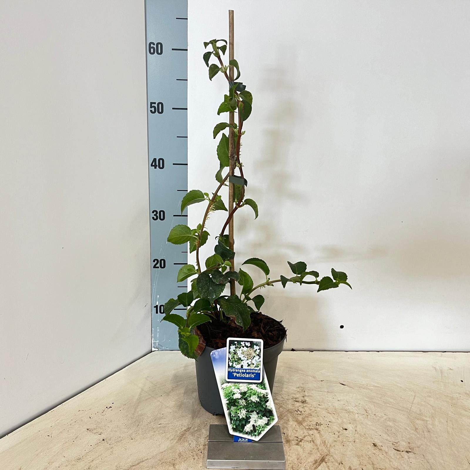 Picture of Hydrangea anomala petiolaris --gestokt 40 cm