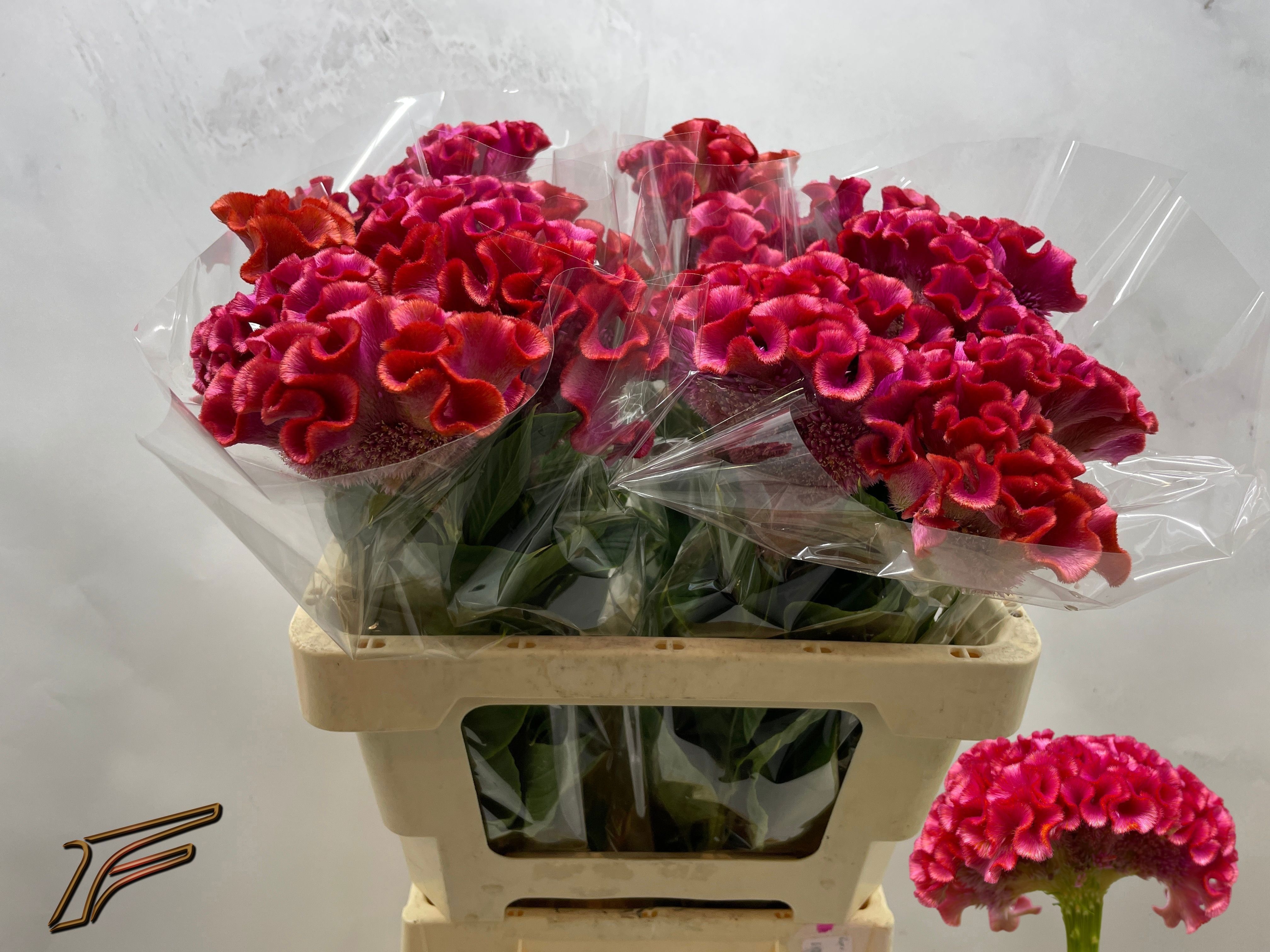Cel C Muse Coral 50cm