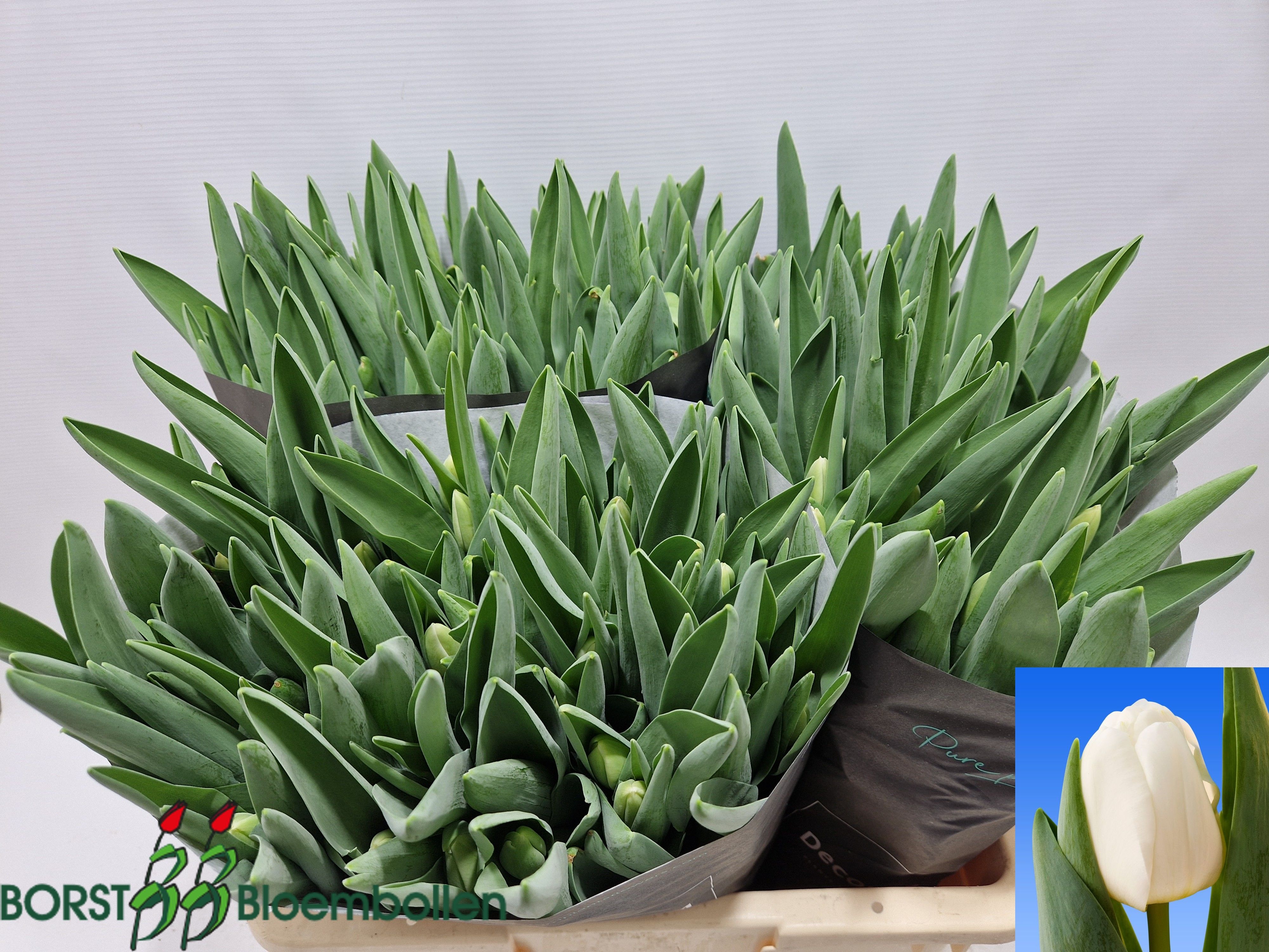 Tulipa Antarctica 44cm 40gram