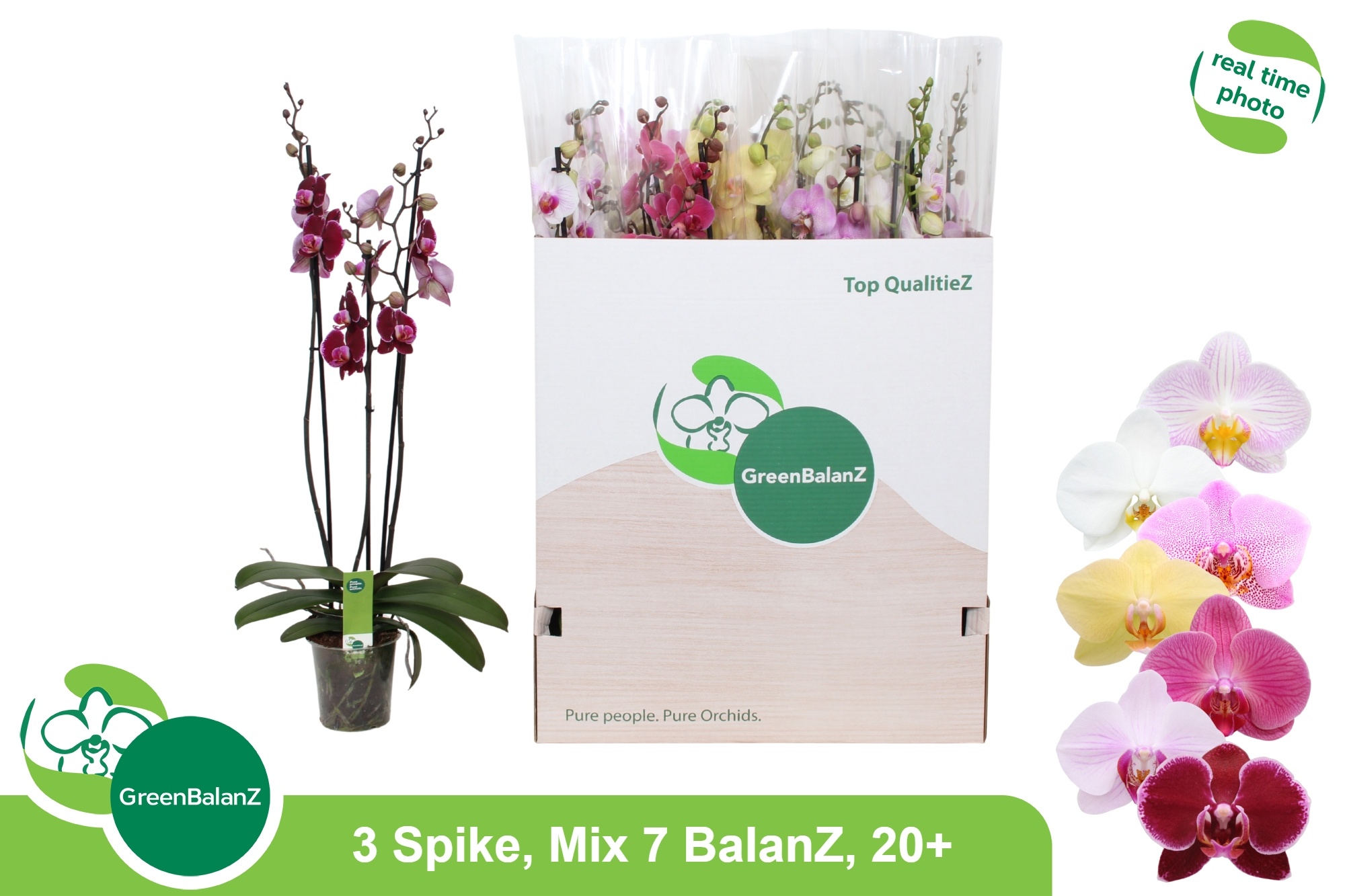 Phal Gem 7 Kl 12Ø 75cm