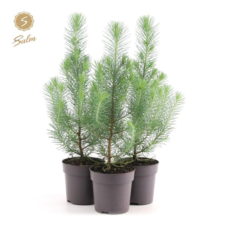 Picture of Pinus pinea 'Silver Crest' P10,5 (35-45)