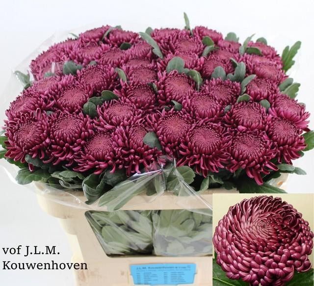 Chr G Bigoudi Purple