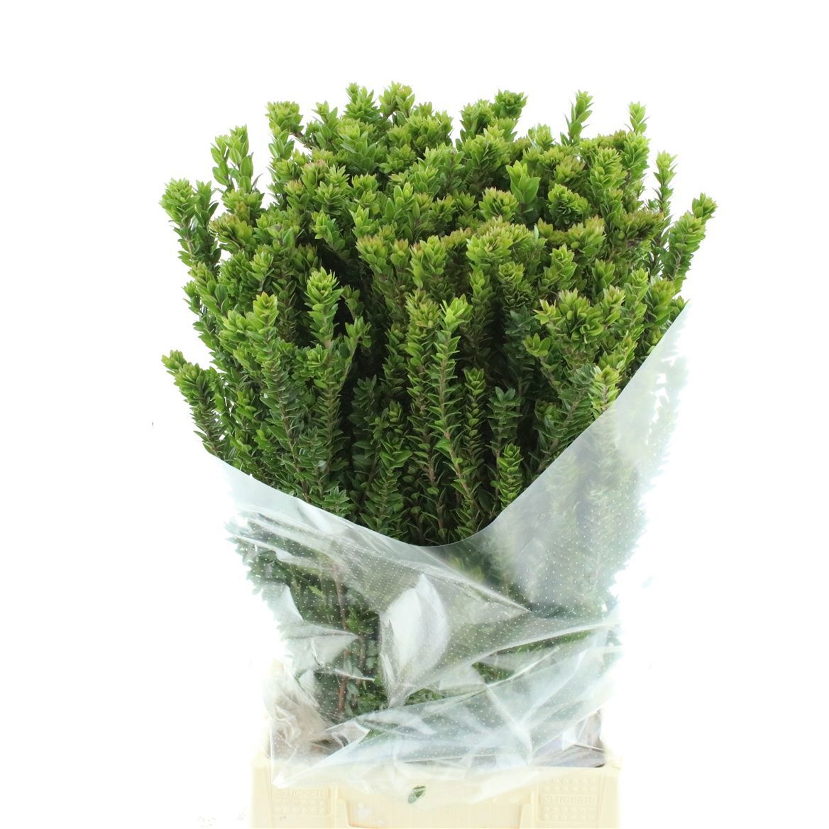 Myrtus Communis Pb 60cm 250gram