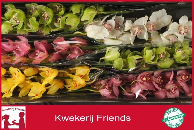 Cymbidium Asst 13bl