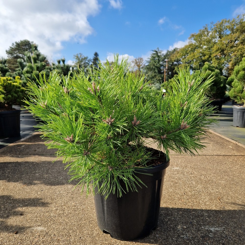 Picture of Pinus densiflora Low Glow C15 35/40 (LOOSE)