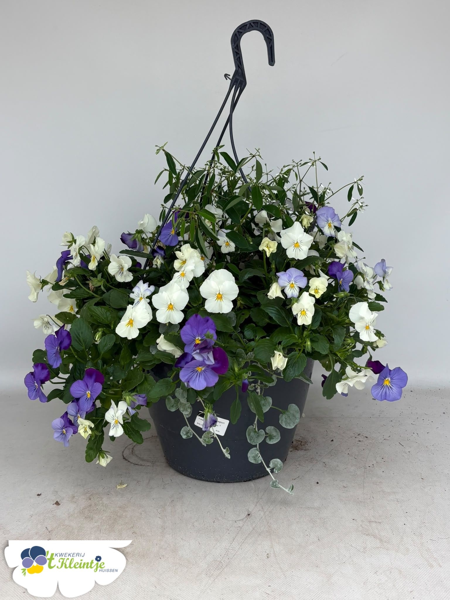 Hanging Baskets 27P 50H