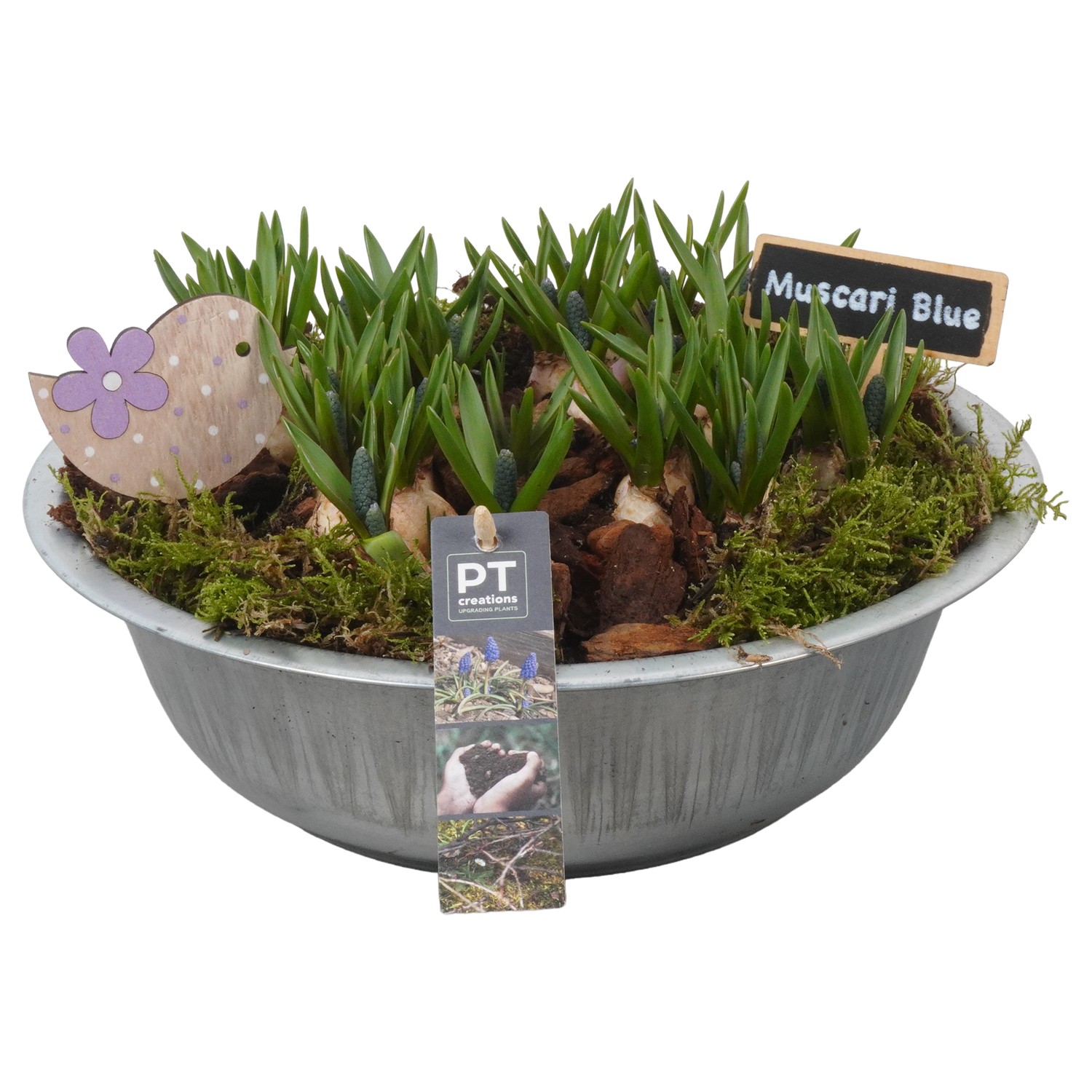 Picture of PTMB1052 Arrangement Muscari in zinc bowl P29 19CM (LOOSE)