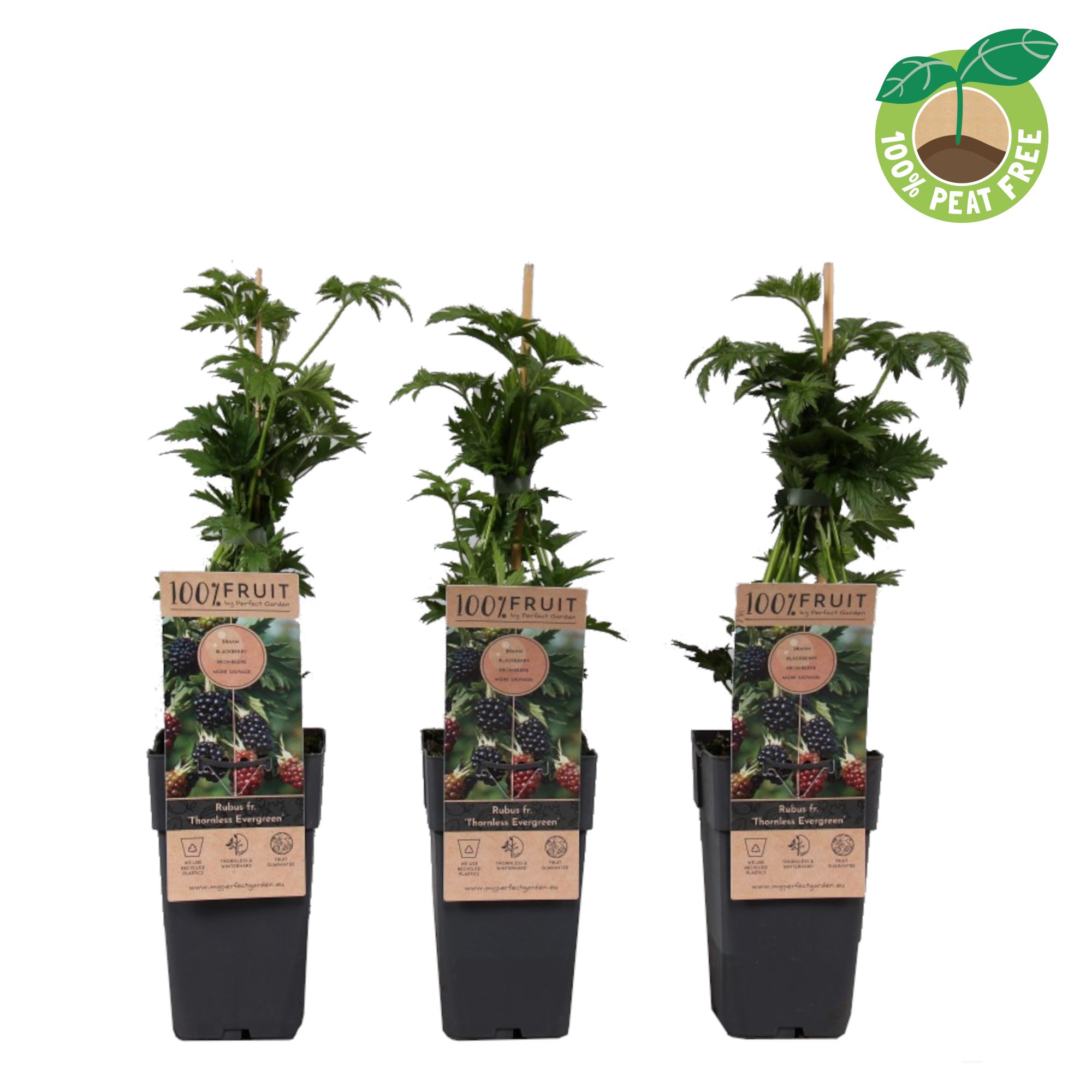 Picture of Rubus fruticosus Thornless Evergreen P15 (2 Ltr/high)