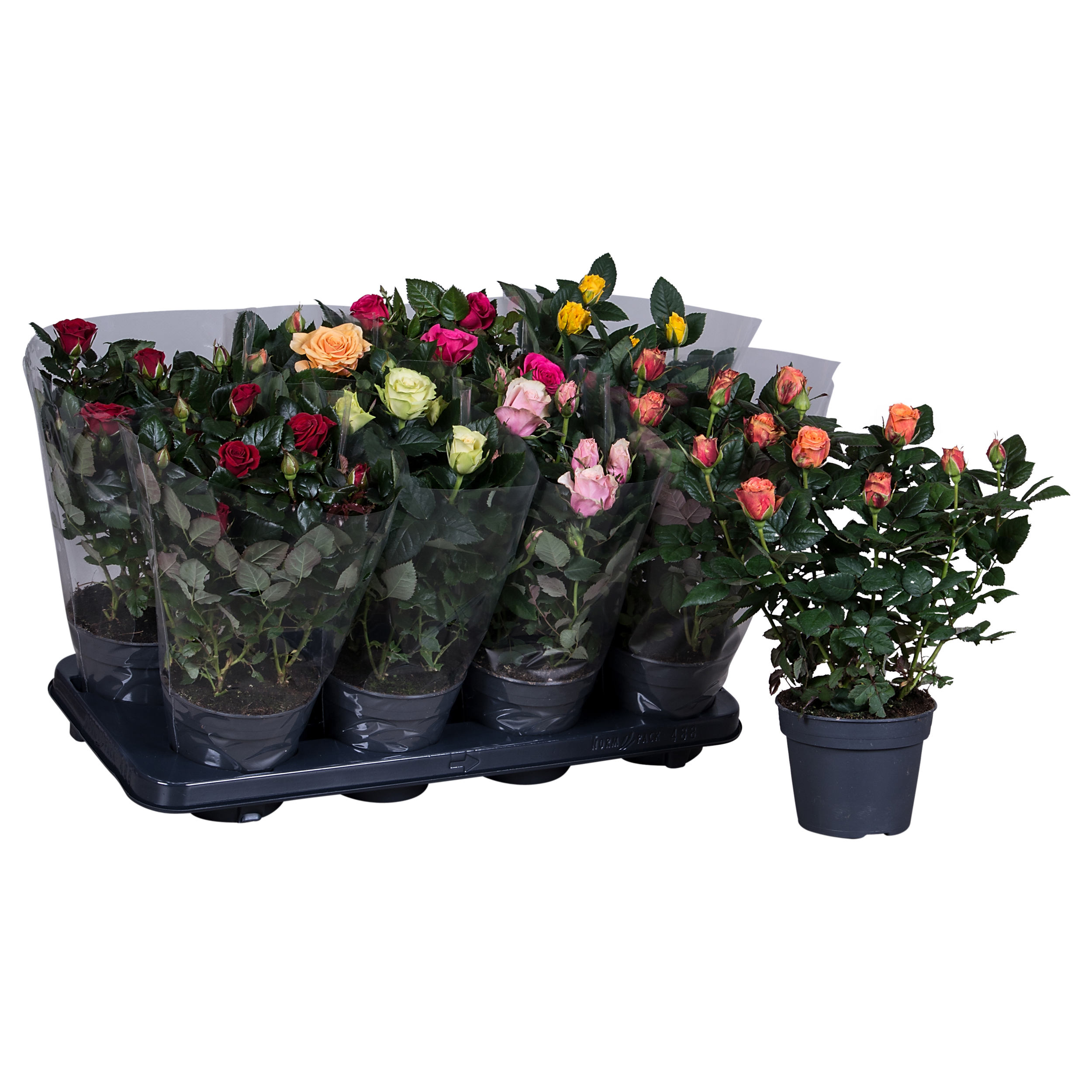 Picture of Rosa Patio Hit Blanco sleeve (1-2) P13 36CM