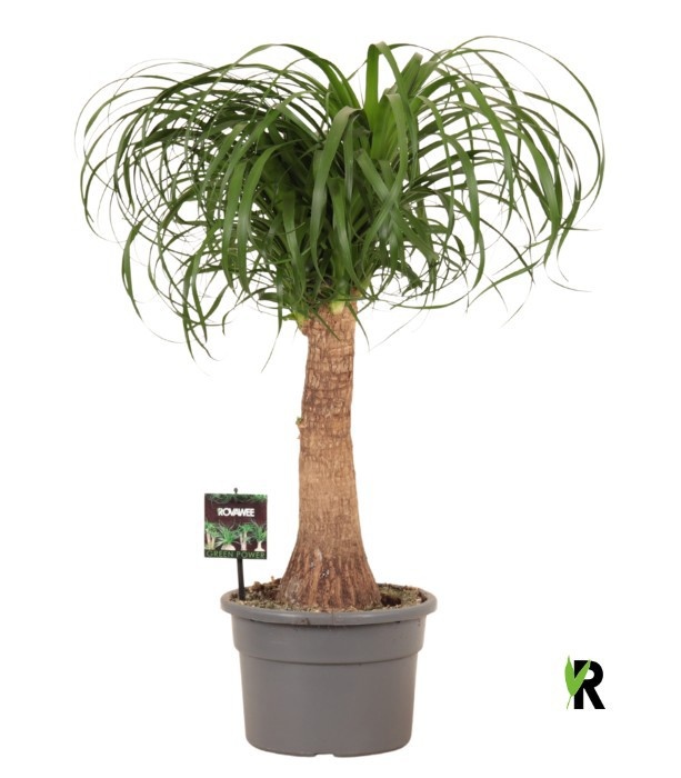 Beaucarnea rec. rechte stam