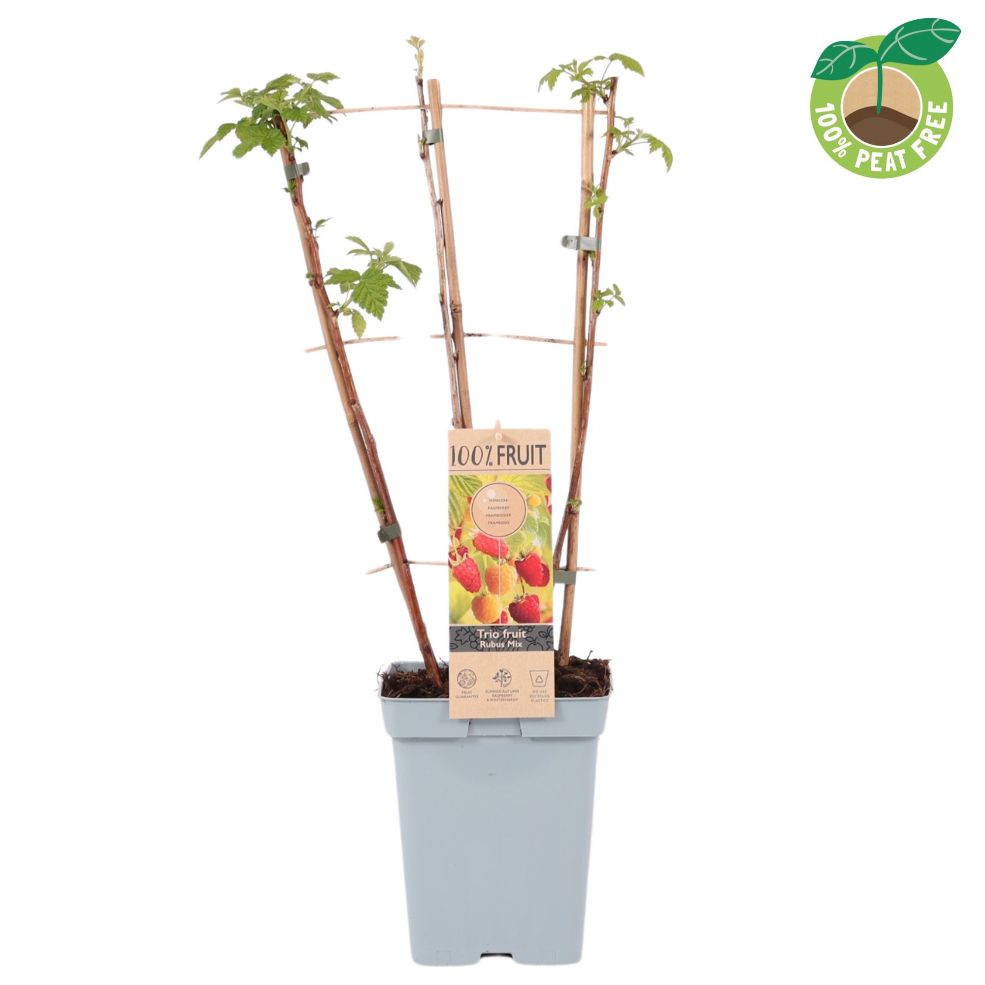 Picture of Rubus Trio Raspberry P23 (5 Ltr) TRELLIS