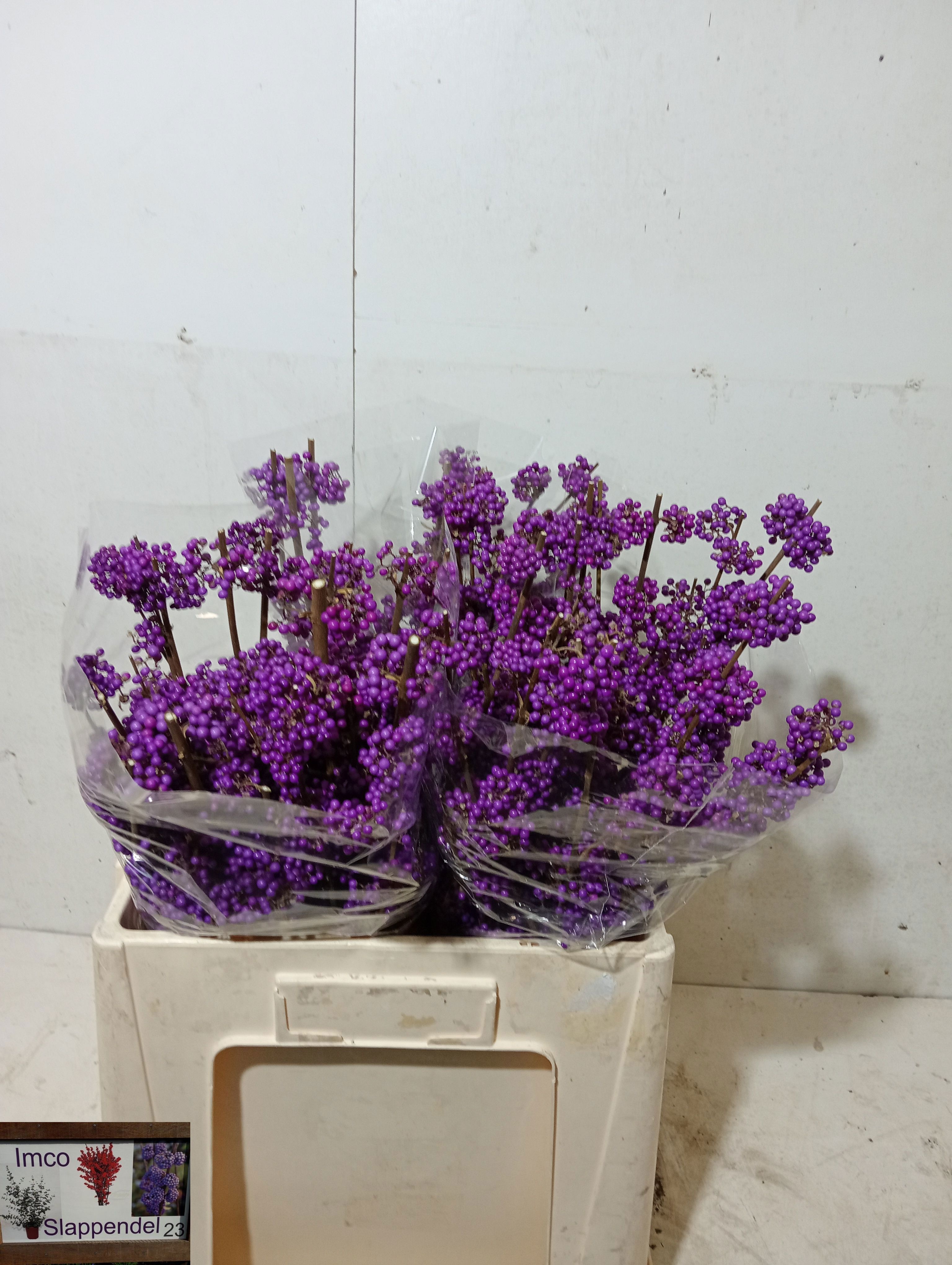 Callicarpa Bod Giraldi(imp) 60cm