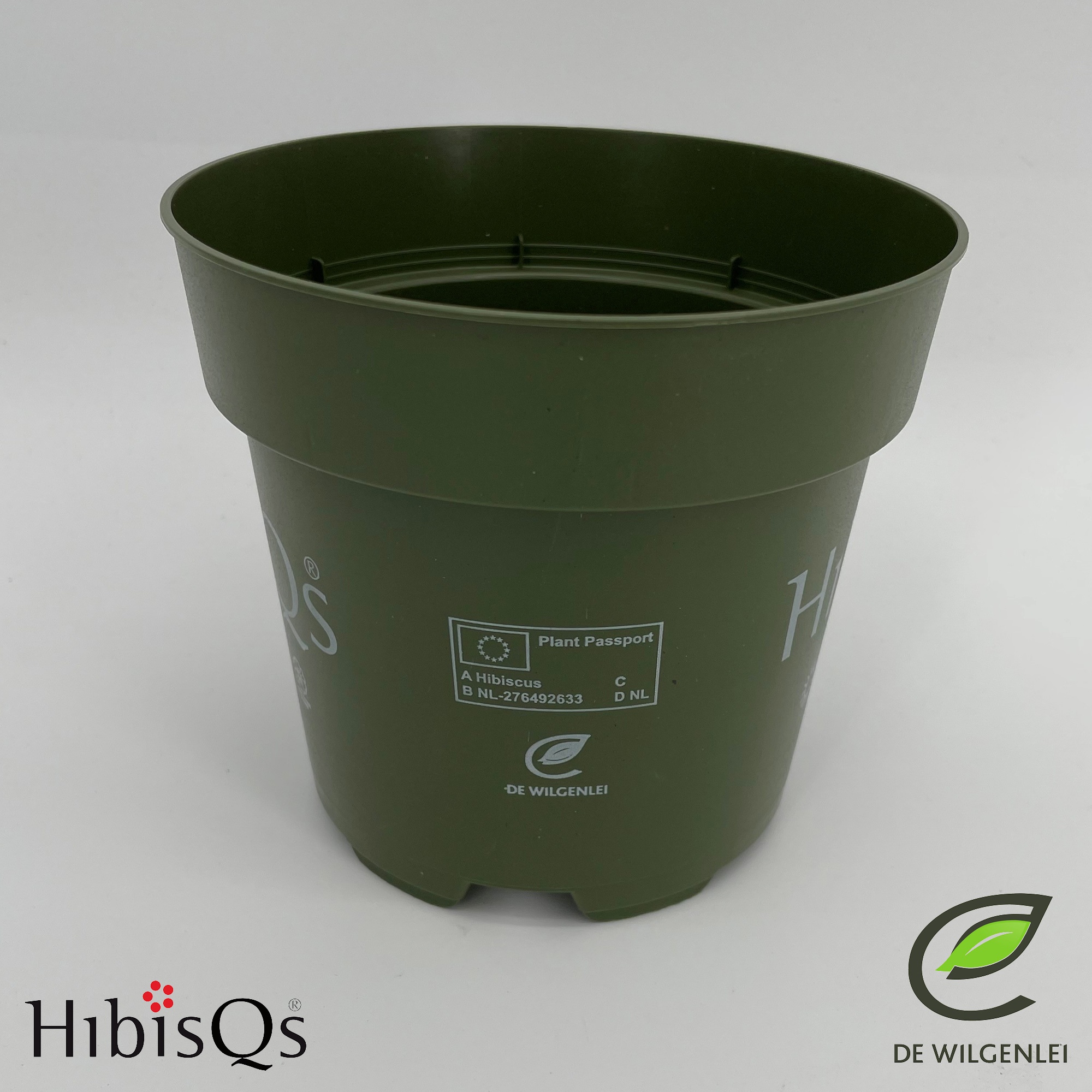 Hibiscus rosa-sinensis mixed | Hamiplant