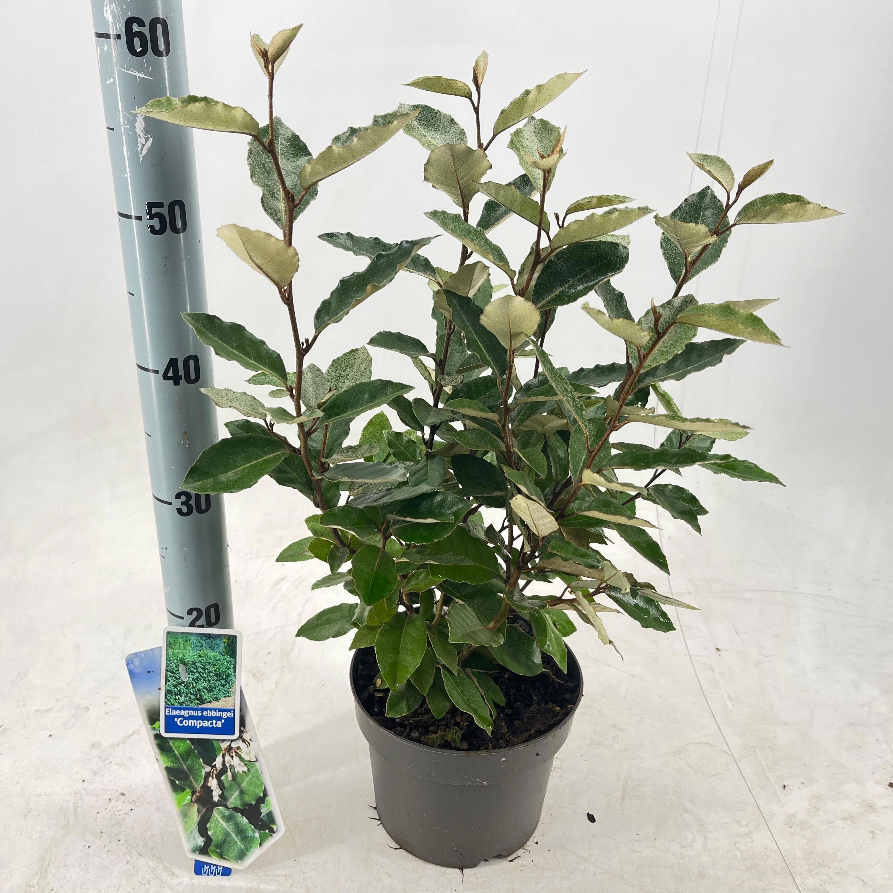Picture of Elaeagnus ebbingei 'Compacta'