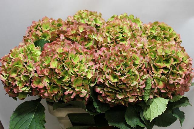 Hydrangea Verena Classic Pink 80cm 22Ø