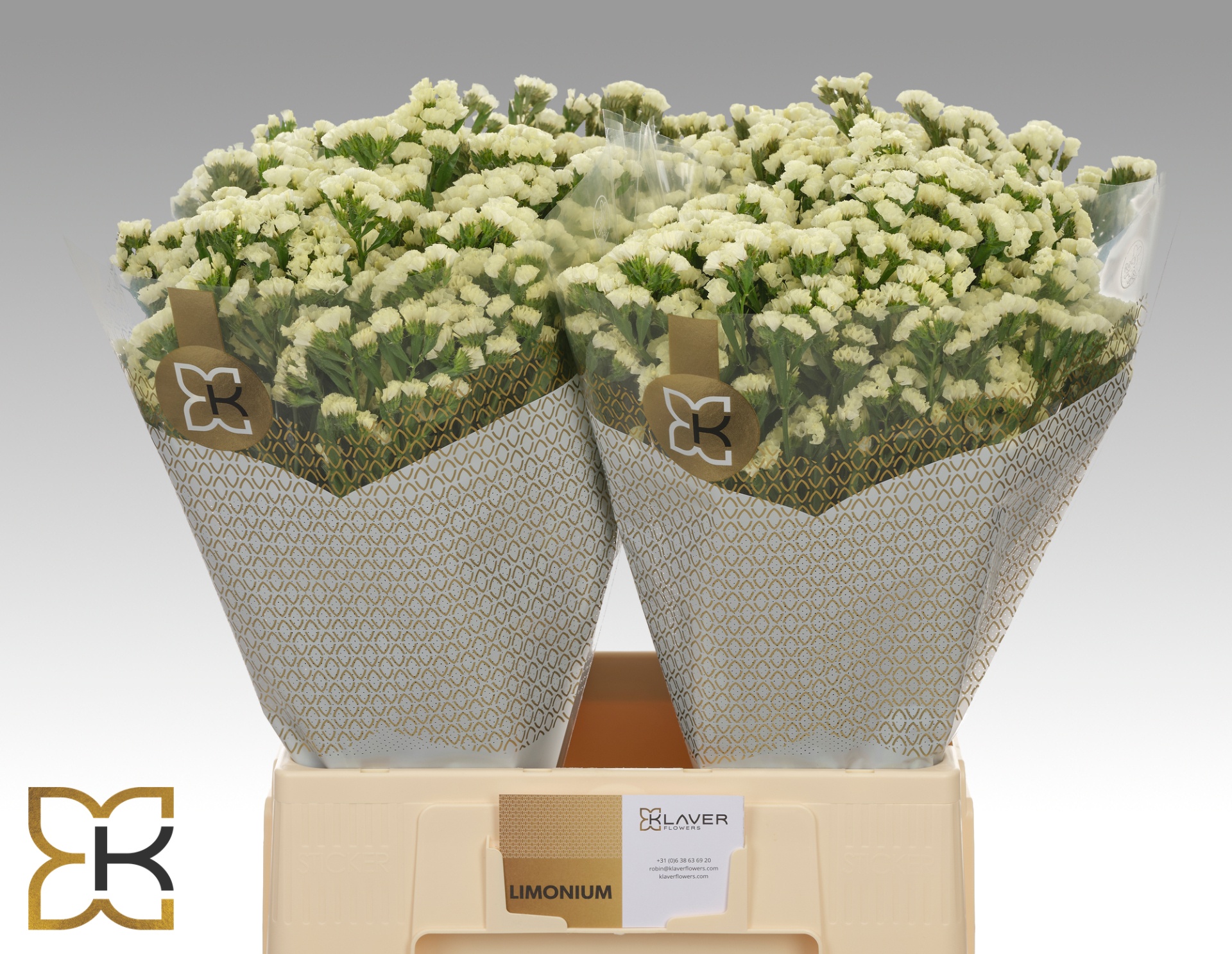 Limonium St Starlight Wings 60cm 20gram