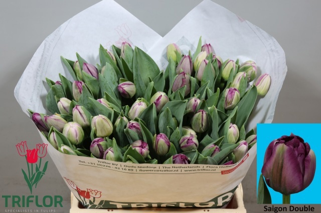 Tulipa Double Saigon Double 39cm 40gram