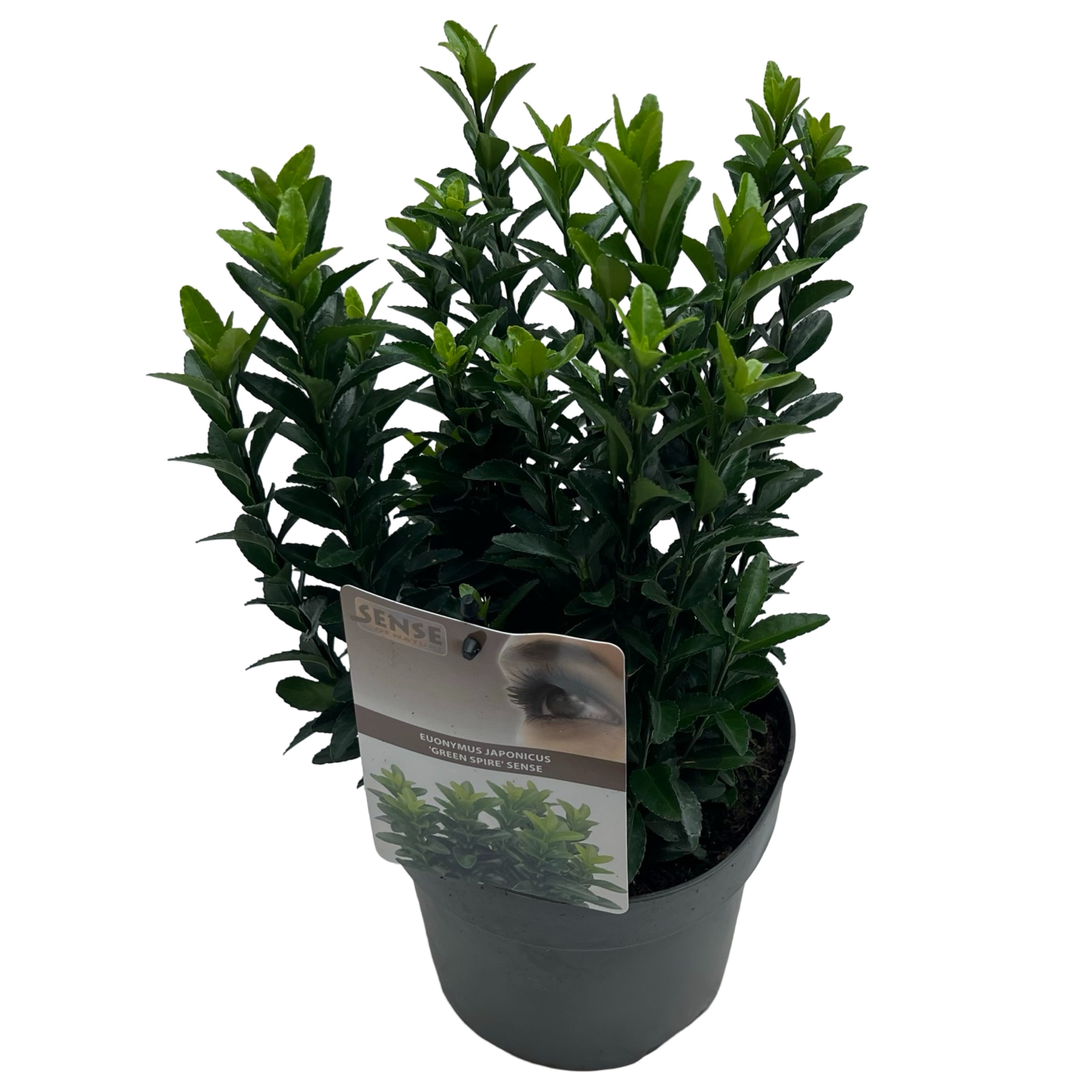 Picture of Euonymus jap. Green Spire P17 (2 Ltr)