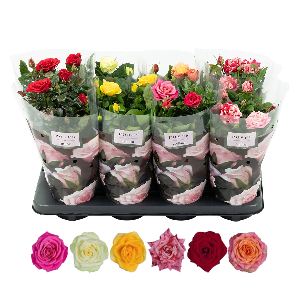 Nolina Roses Ø 13 Cm Mix St. 2-3