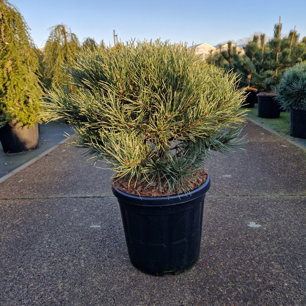 Picture of Pinus sylvestris Watereri C18 40/+ (LOOSE)