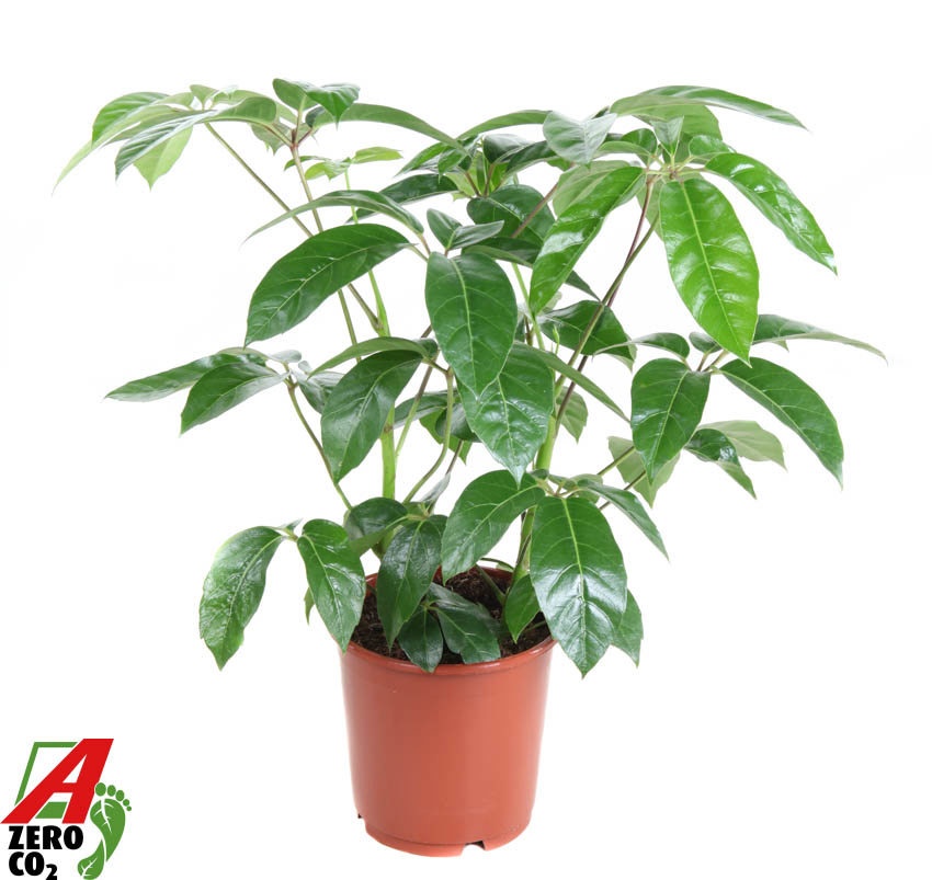 Schefflera Amata 2PP