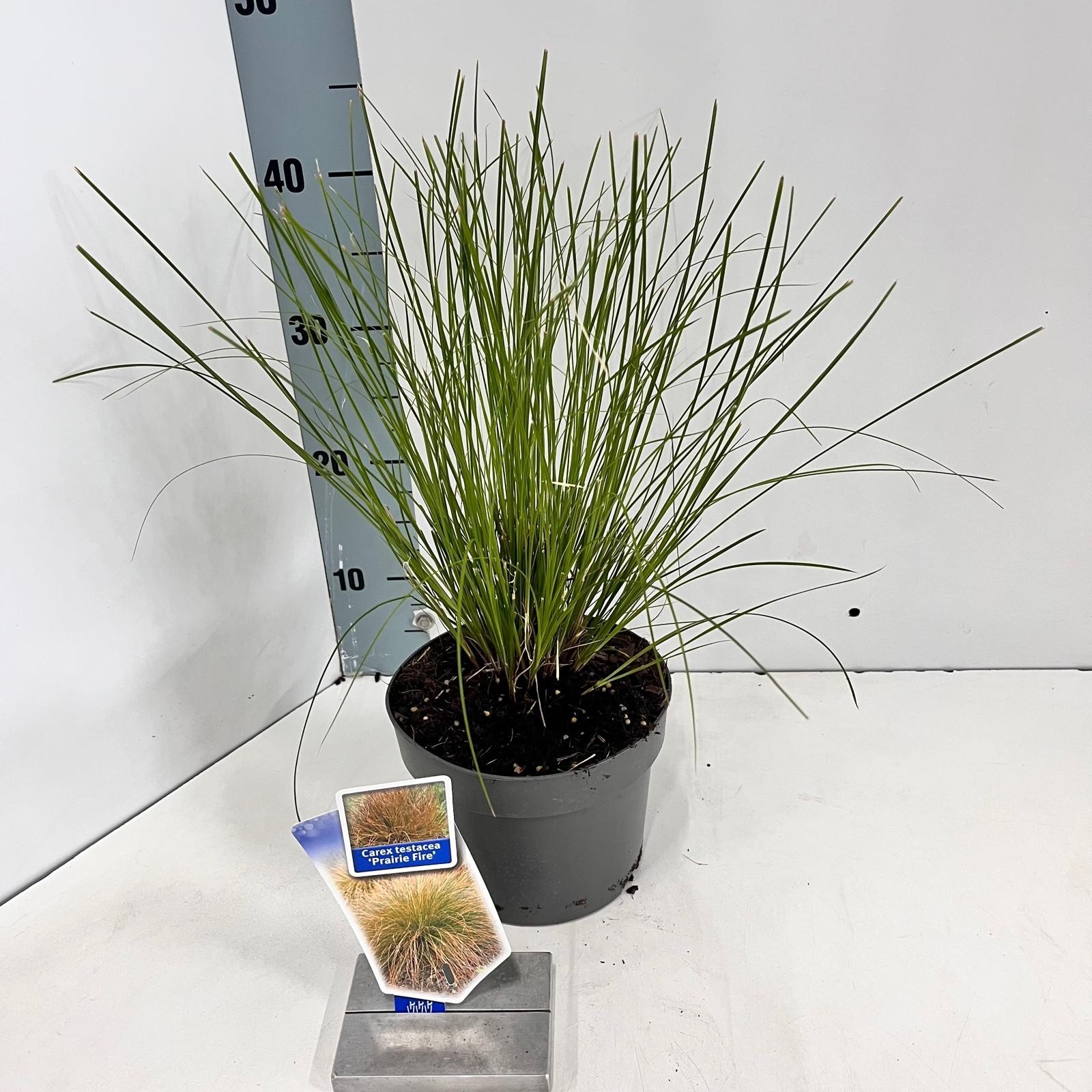Picture of Carex testacea 'Prairie Fire'