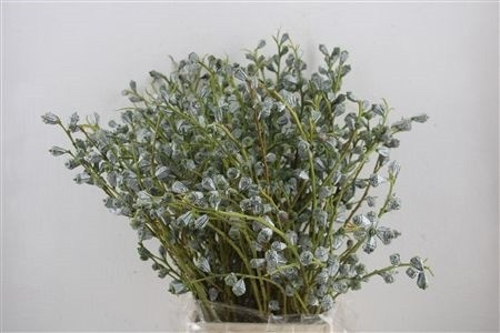 Euc Globulus Bs