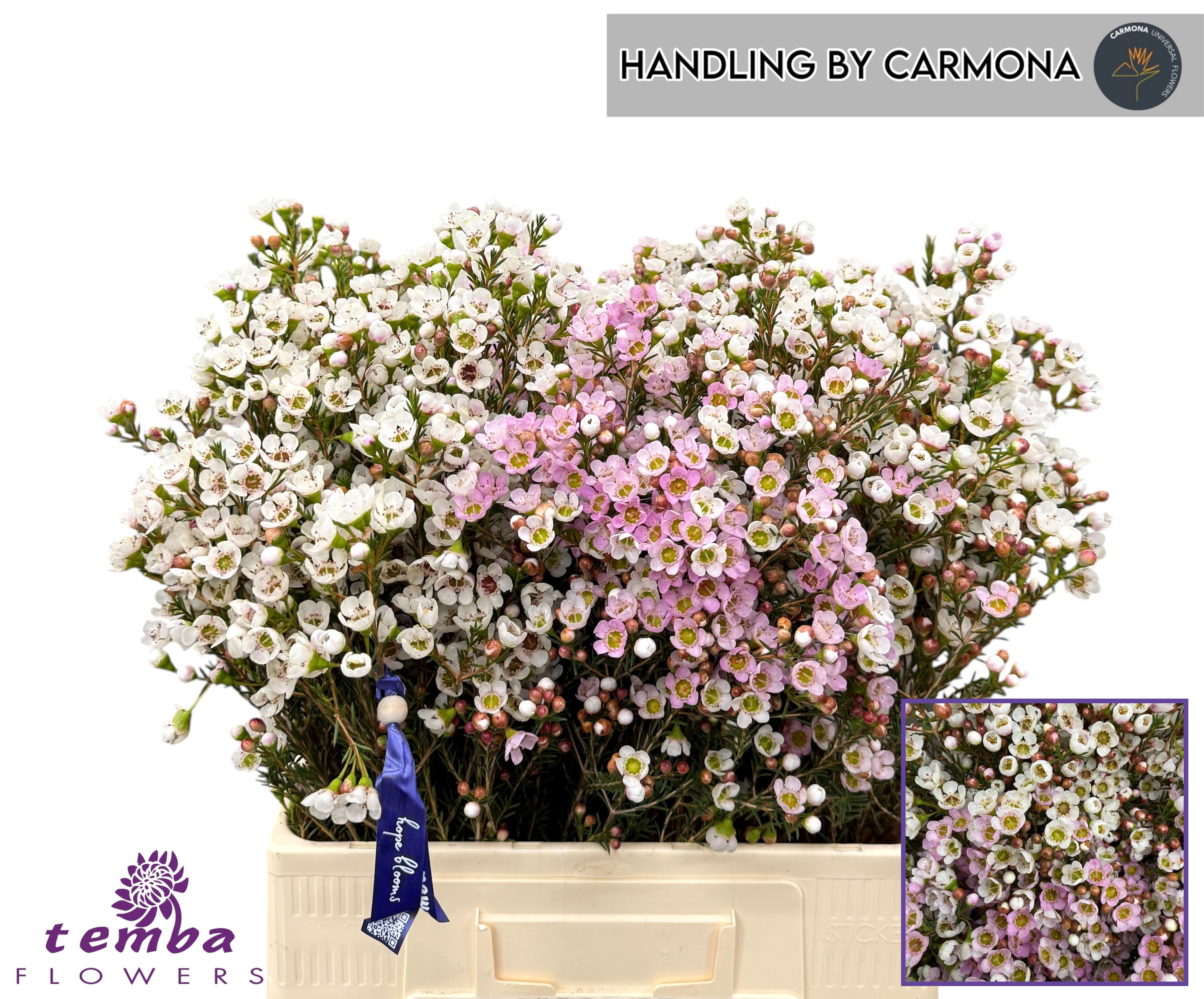 Chamelaucium Mixed In Bucket 60cm 40gram
