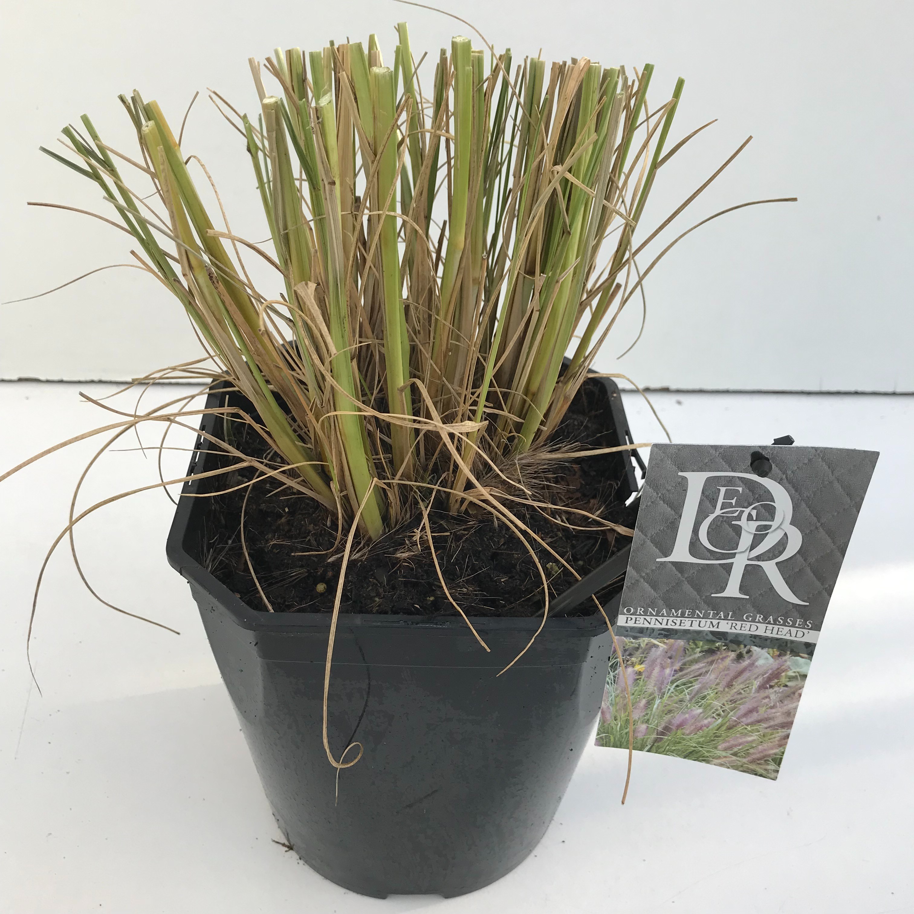 Picture of Pennisetum Red Head P23 (5 Ltr) SQUARE (LOOSE)