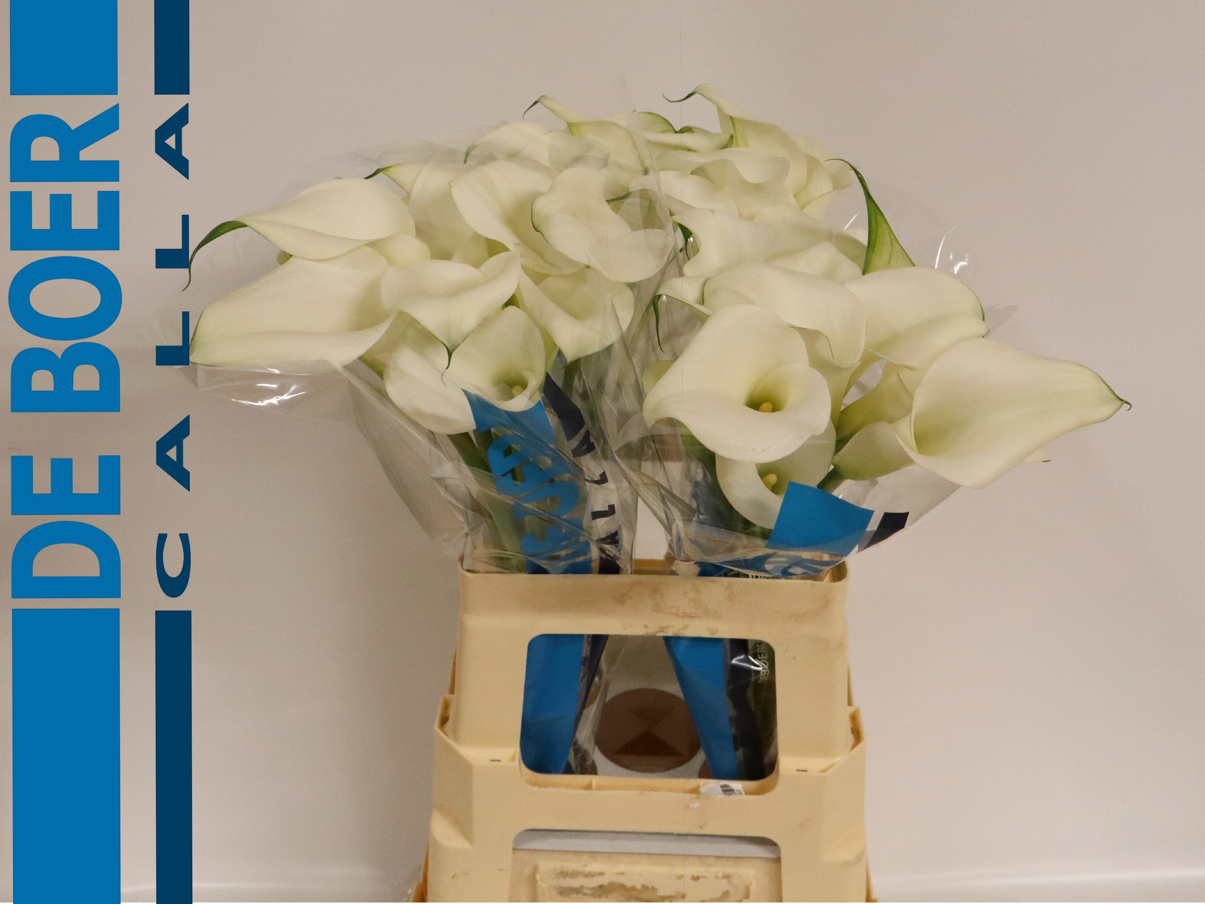 Calla Capt Ventura 60cm