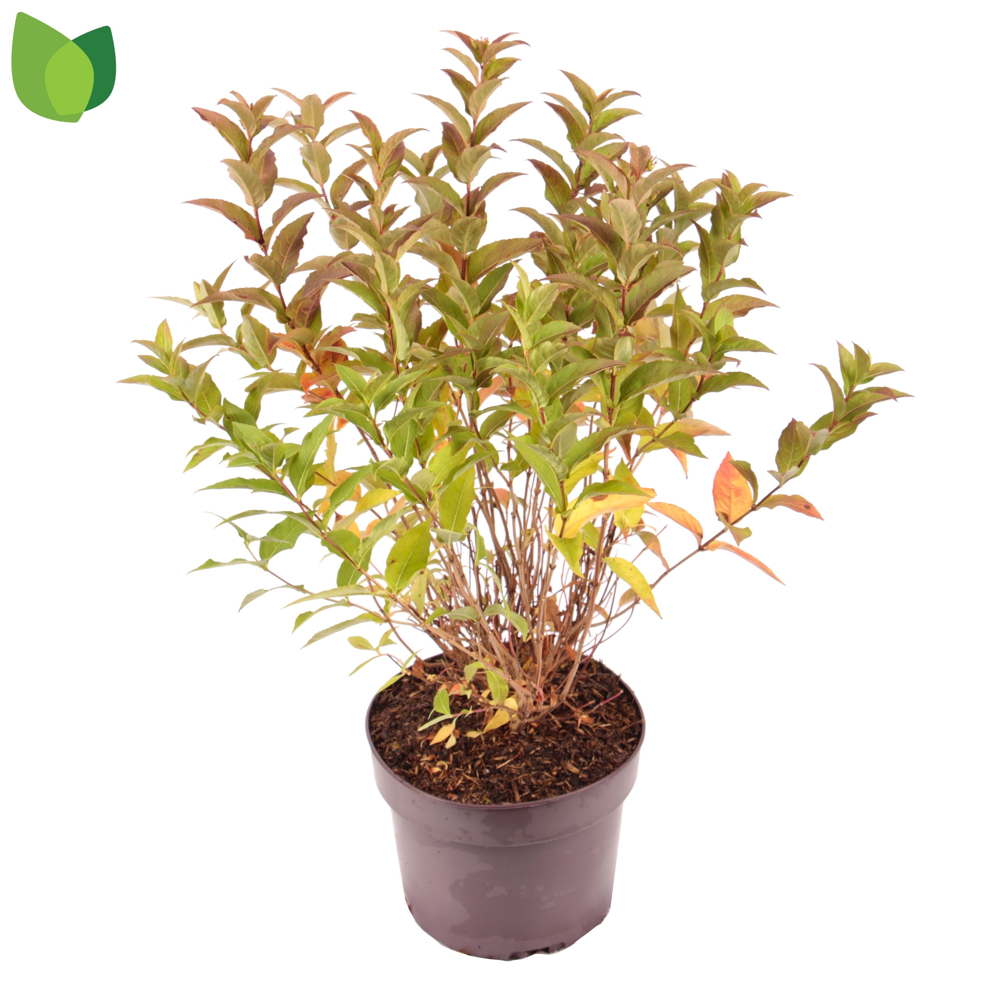 Diervilla sessilifolia 'Butterfly'