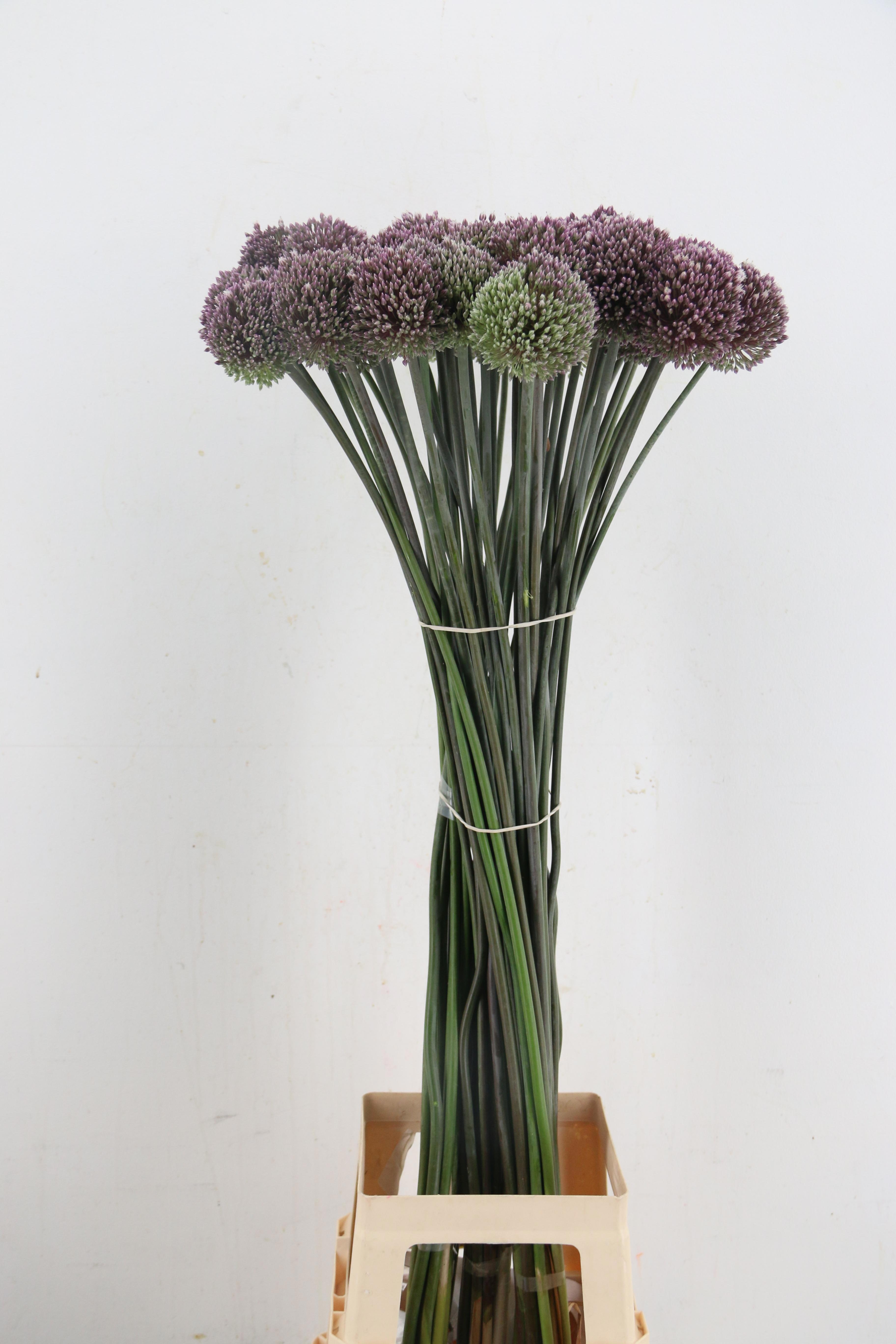 Allium Summer Drumme