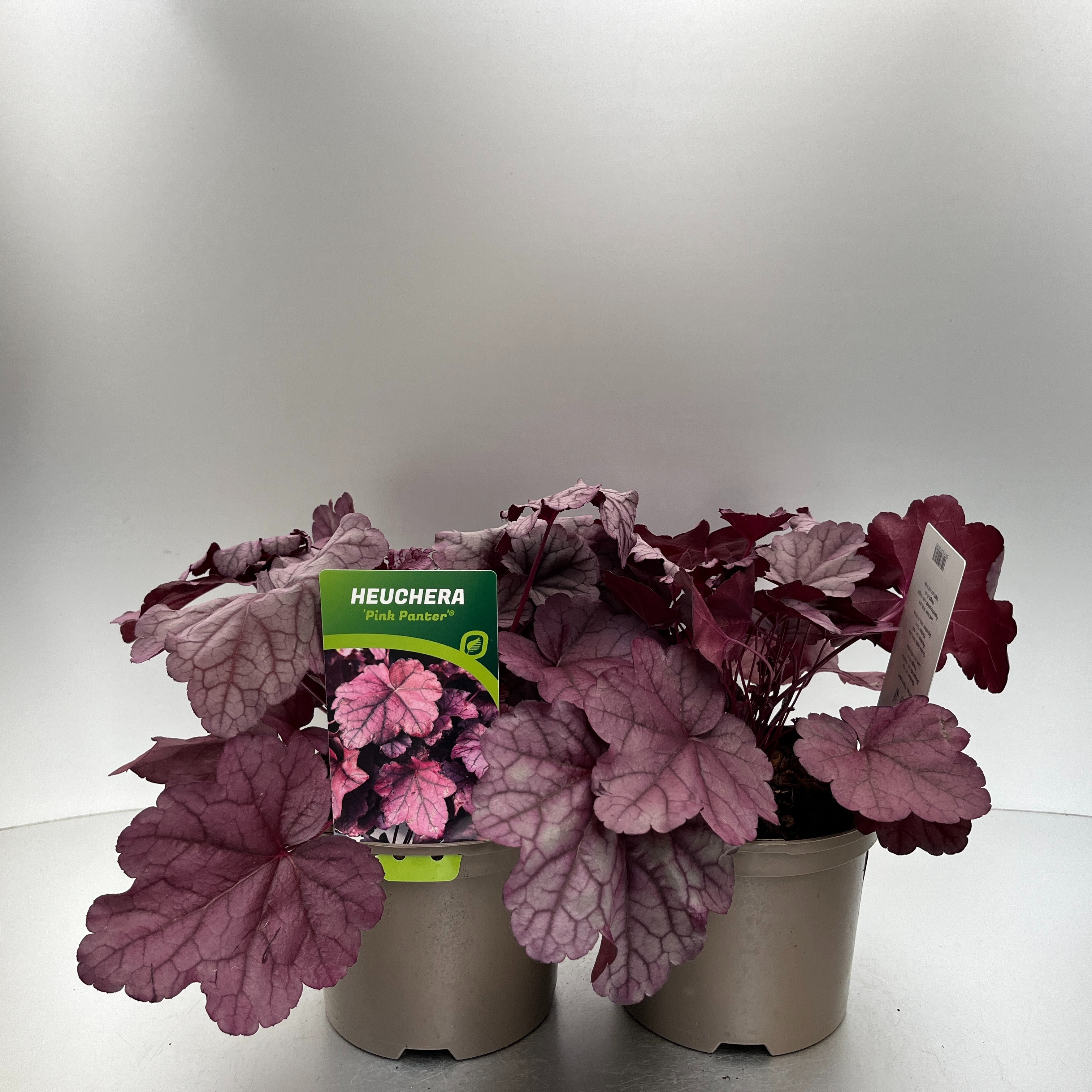 Picture of Heuchera Pink Panter P17 (2 Ltr)