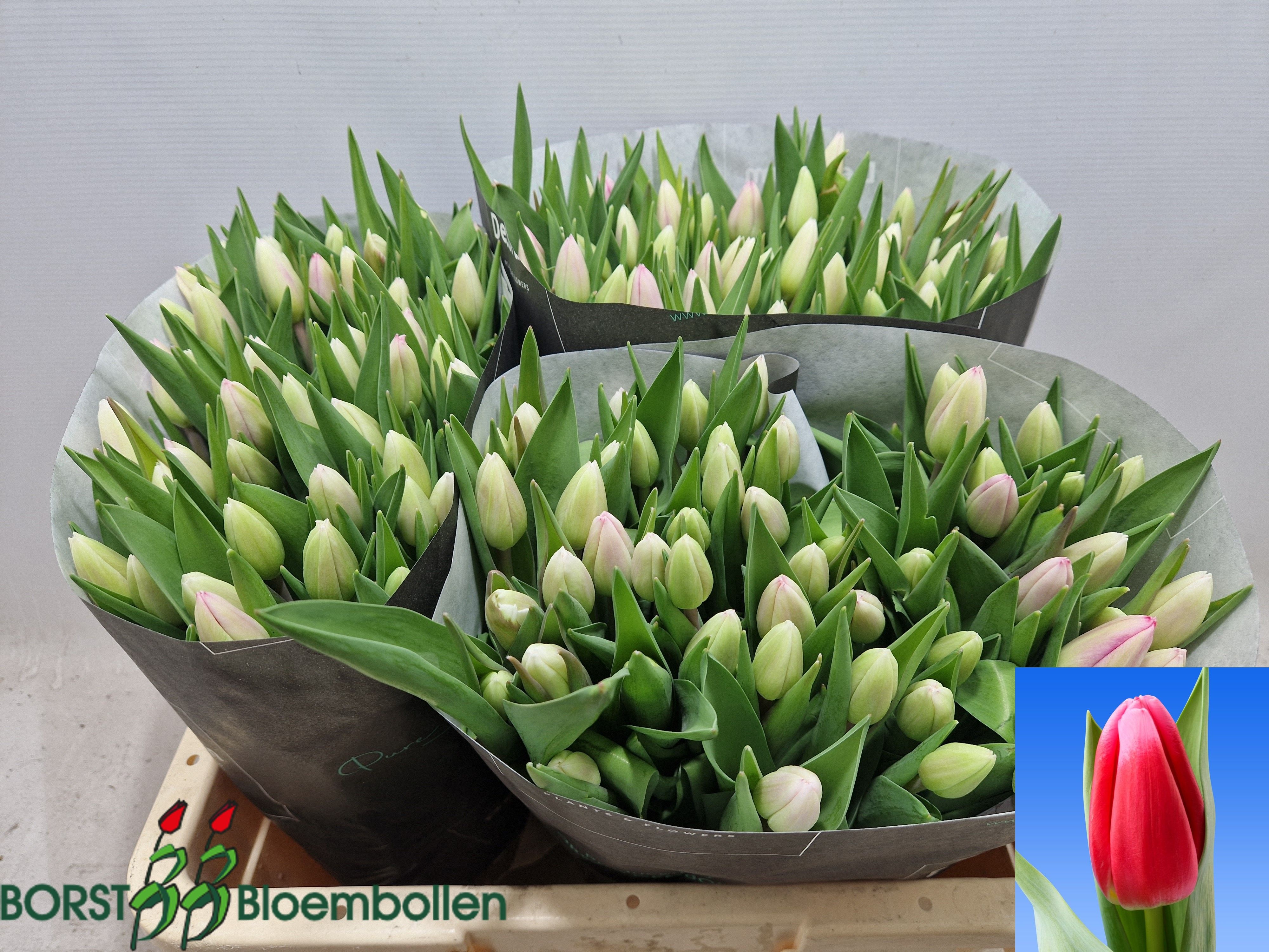 Tulipa Circuit 40cm 40gram
