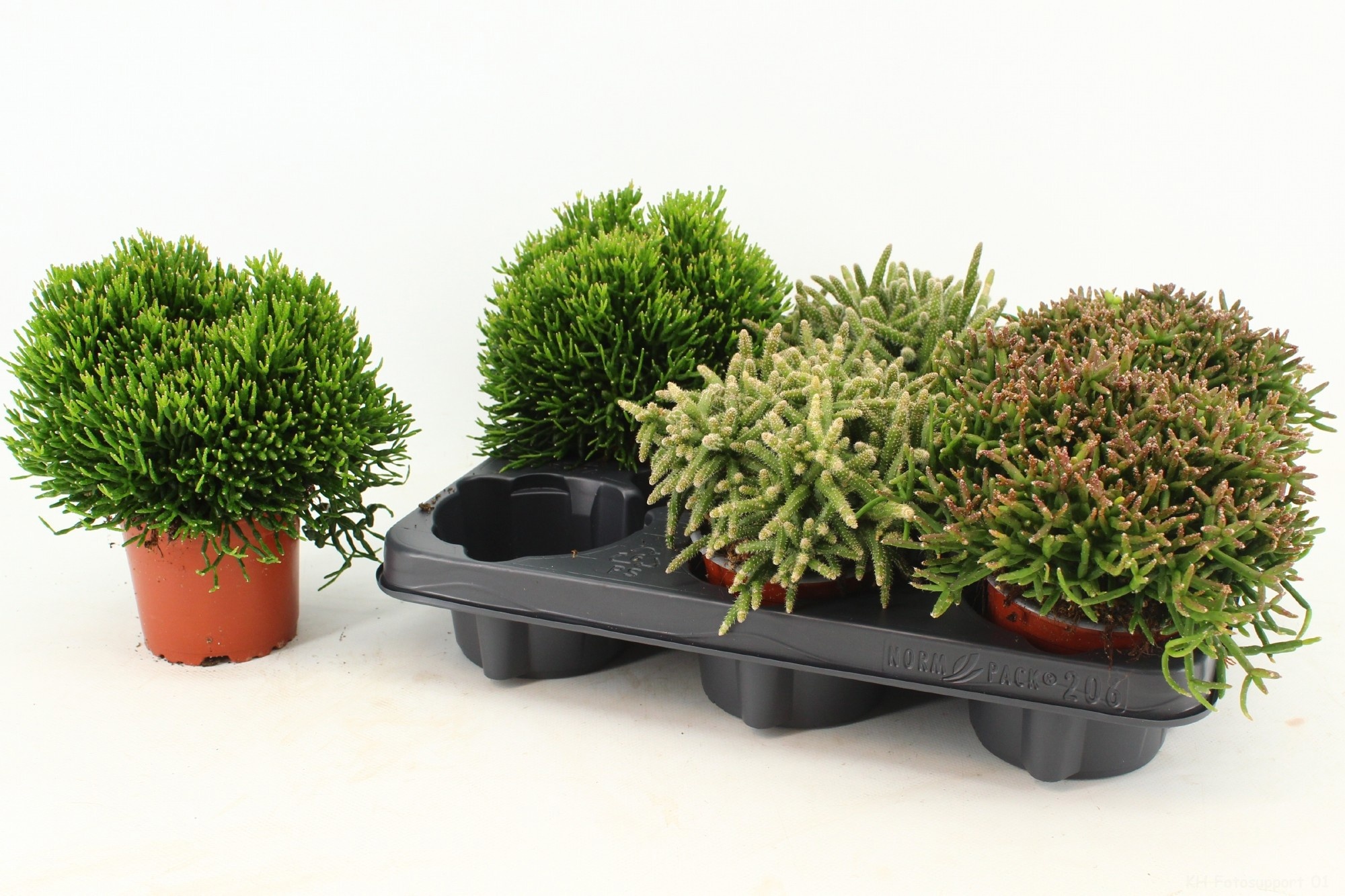 Rhipsalis Gem 510P 15H