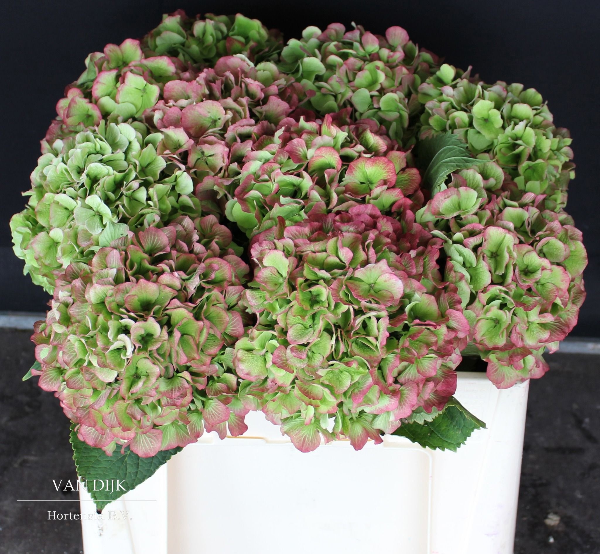 Hydrangea Verena Classic Pink 50cm 19Ø