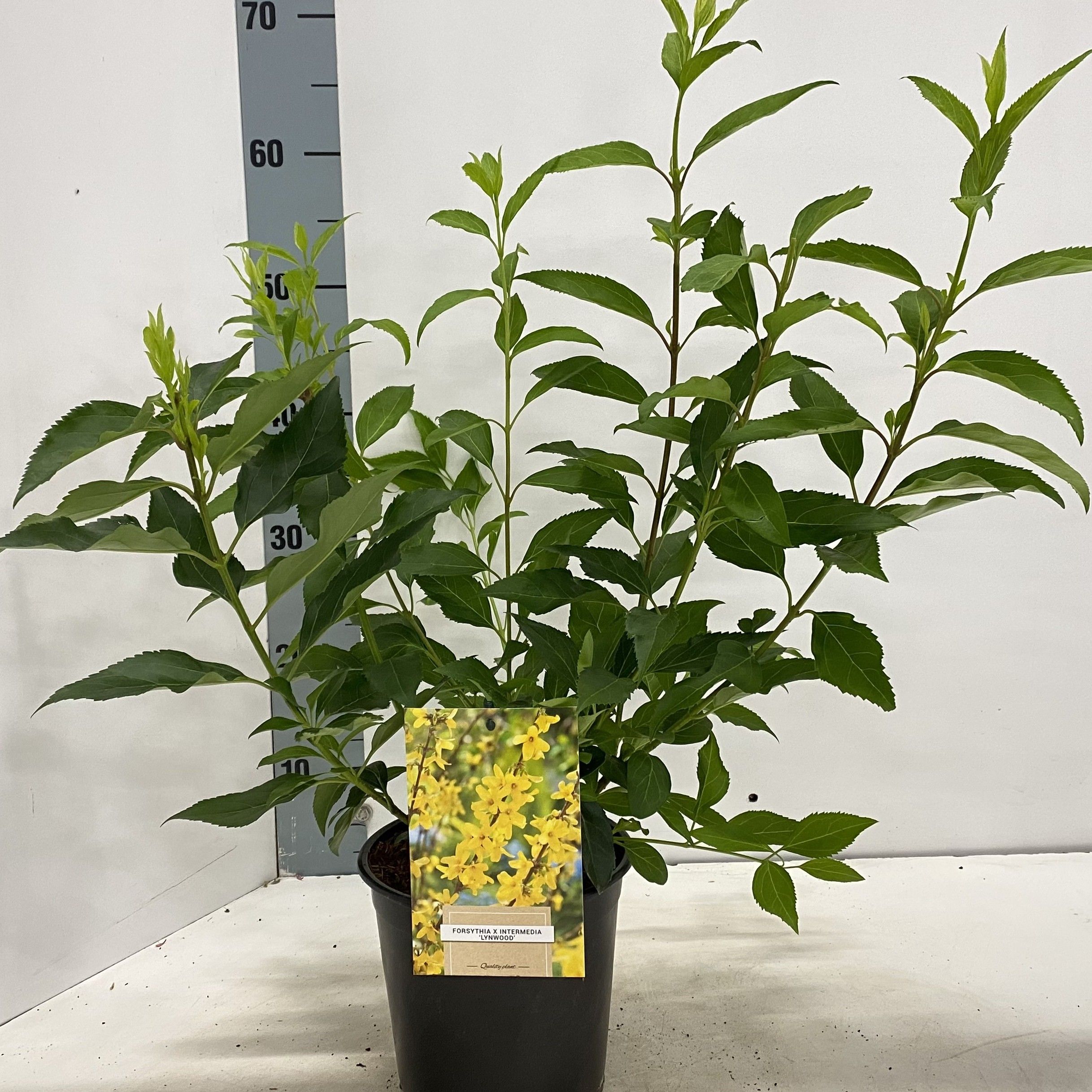 Picture of Forsythia intermedia 'Lynwood'