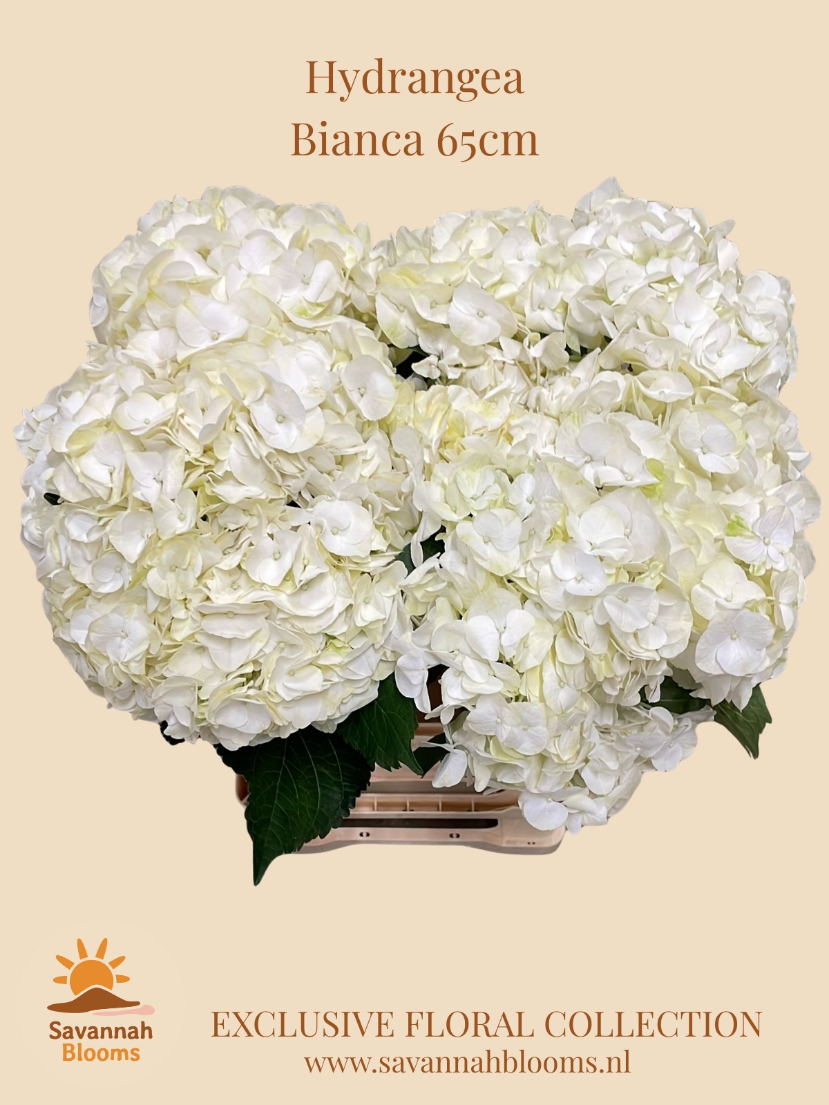 Hydr M Bianca