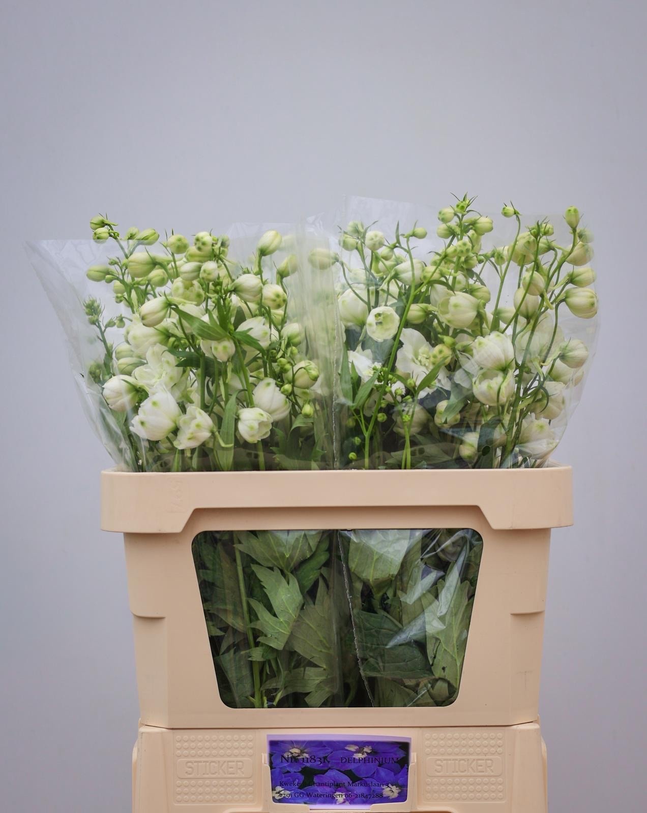 Delphinium El Centurion White 80cm