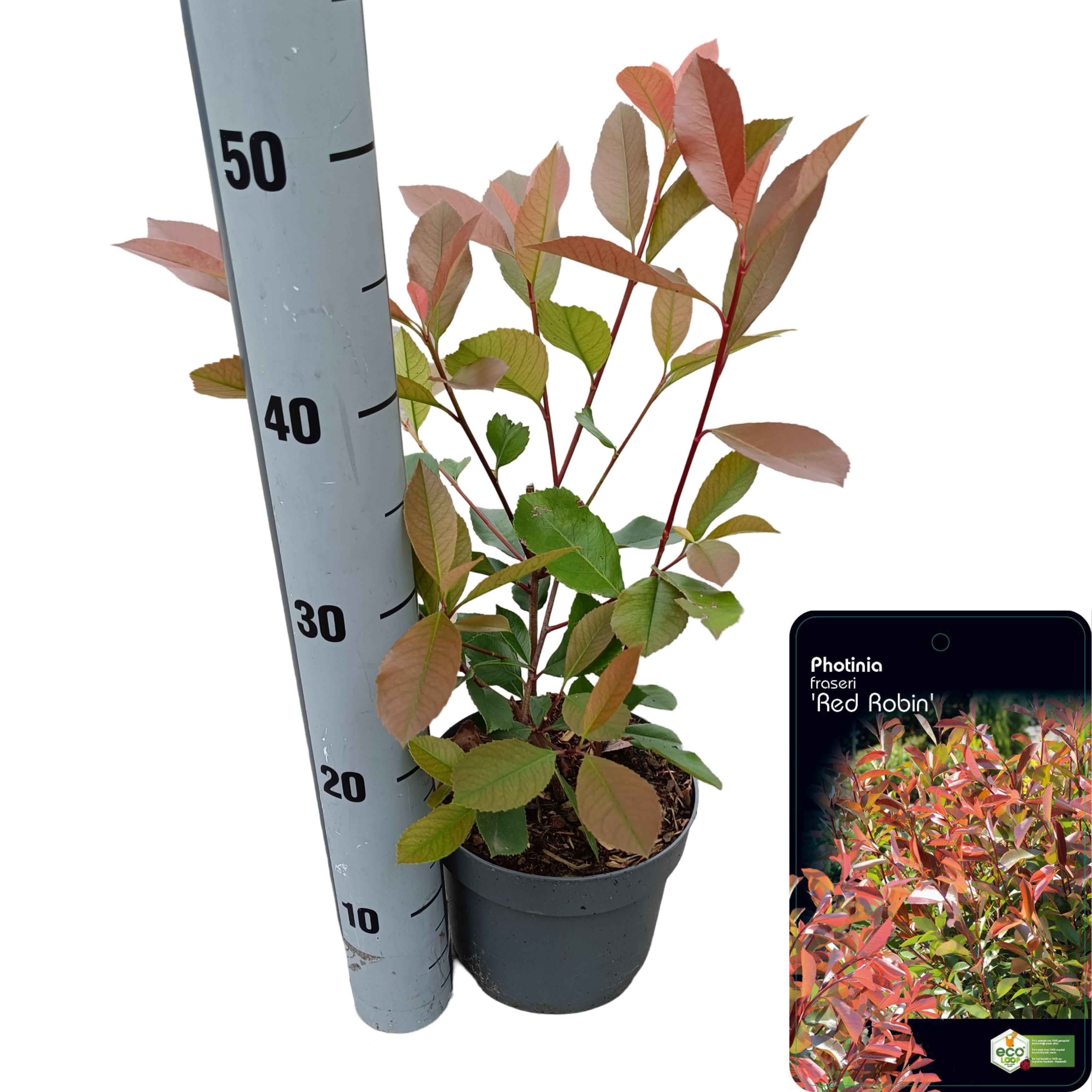 Picture of Photinia fraseri 'Red Robin' C2