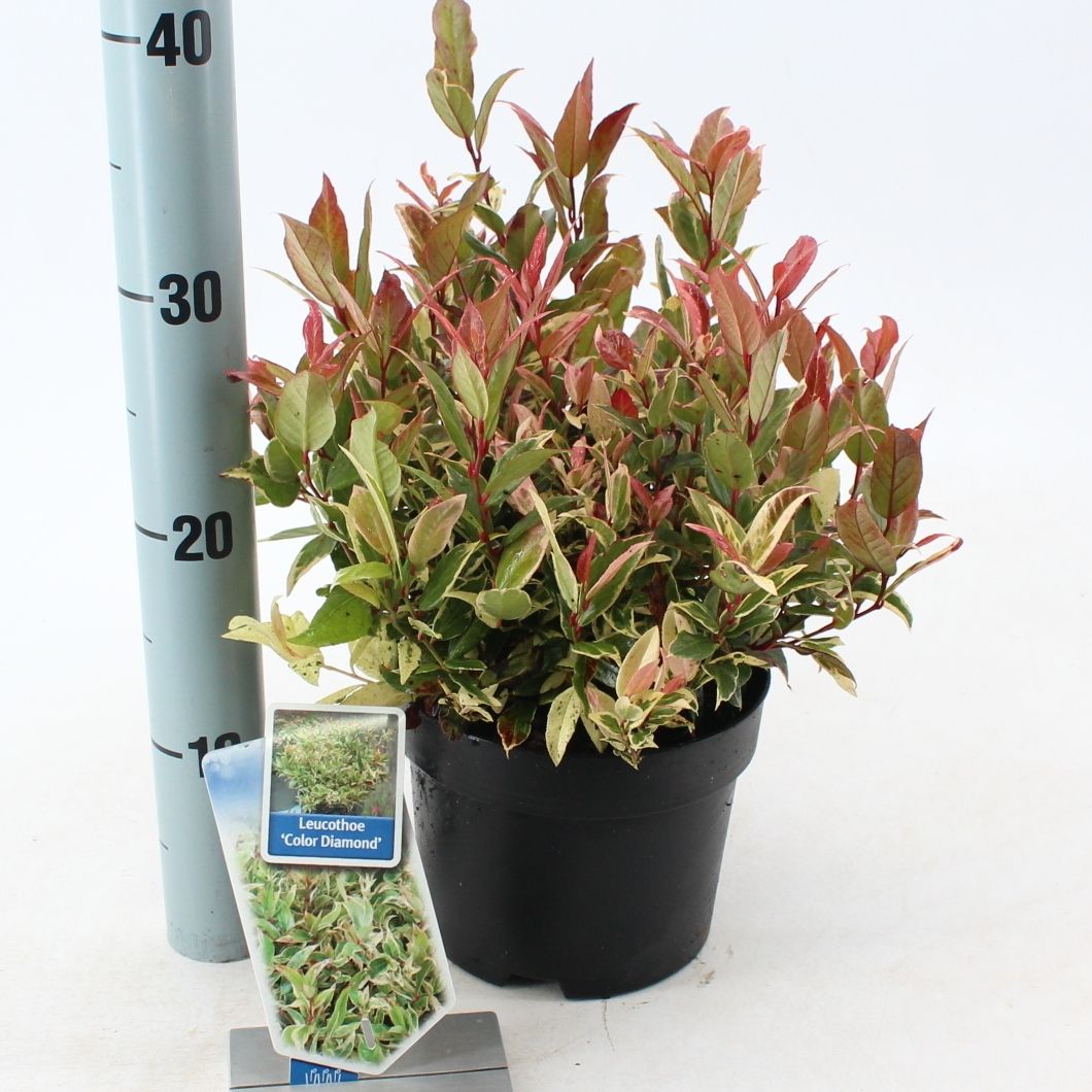 Picture of Leucothoe 'Color Diamond'
